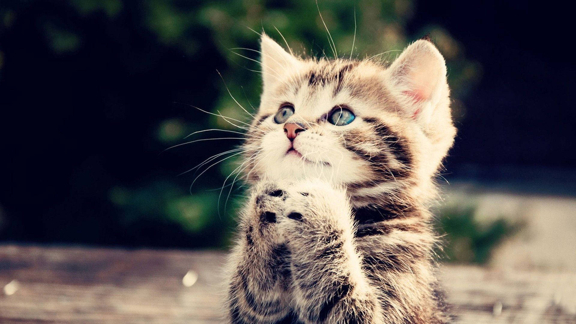 Cute Praying Kitten
