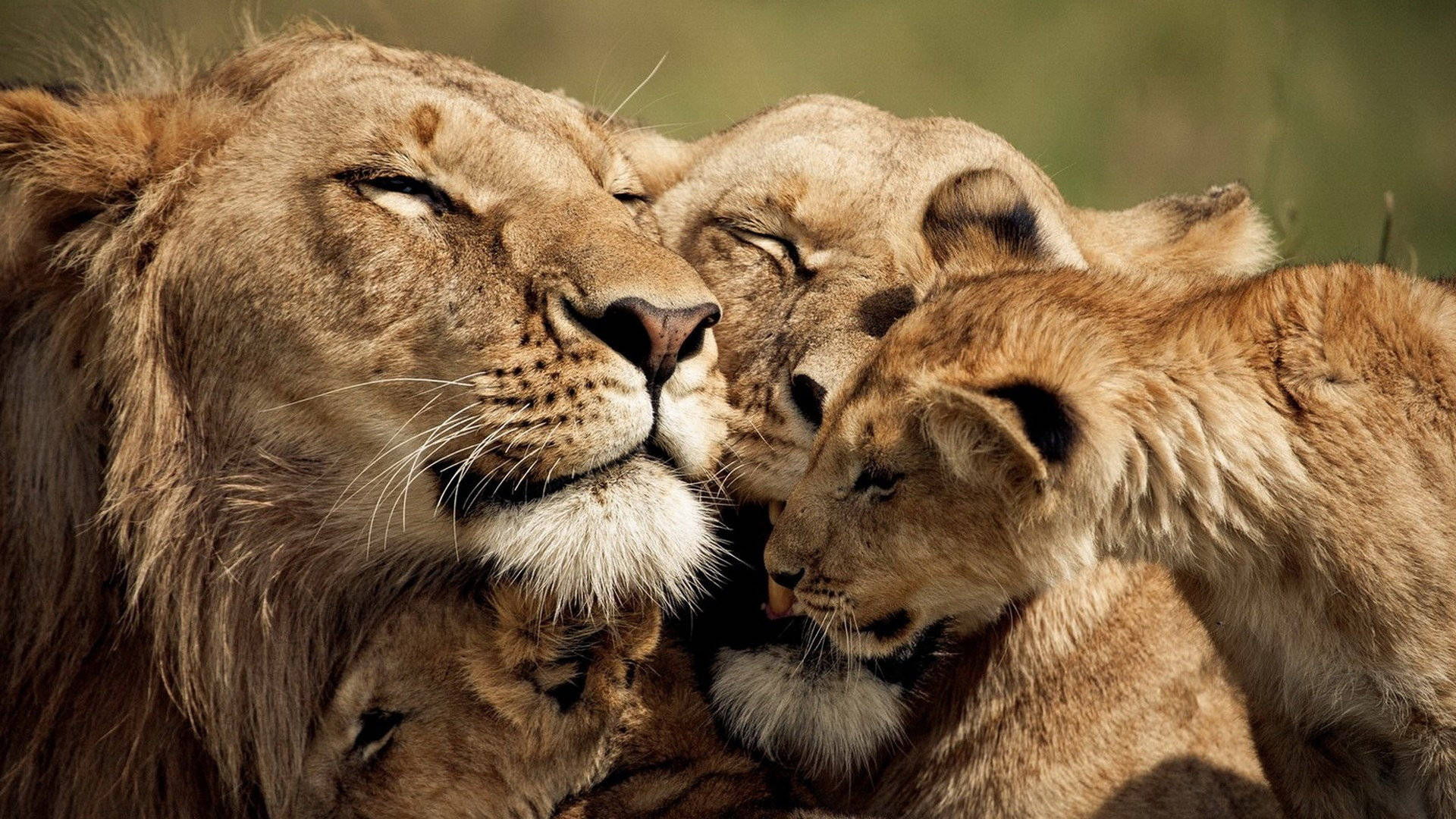 Cute Pride Lionfamily Background