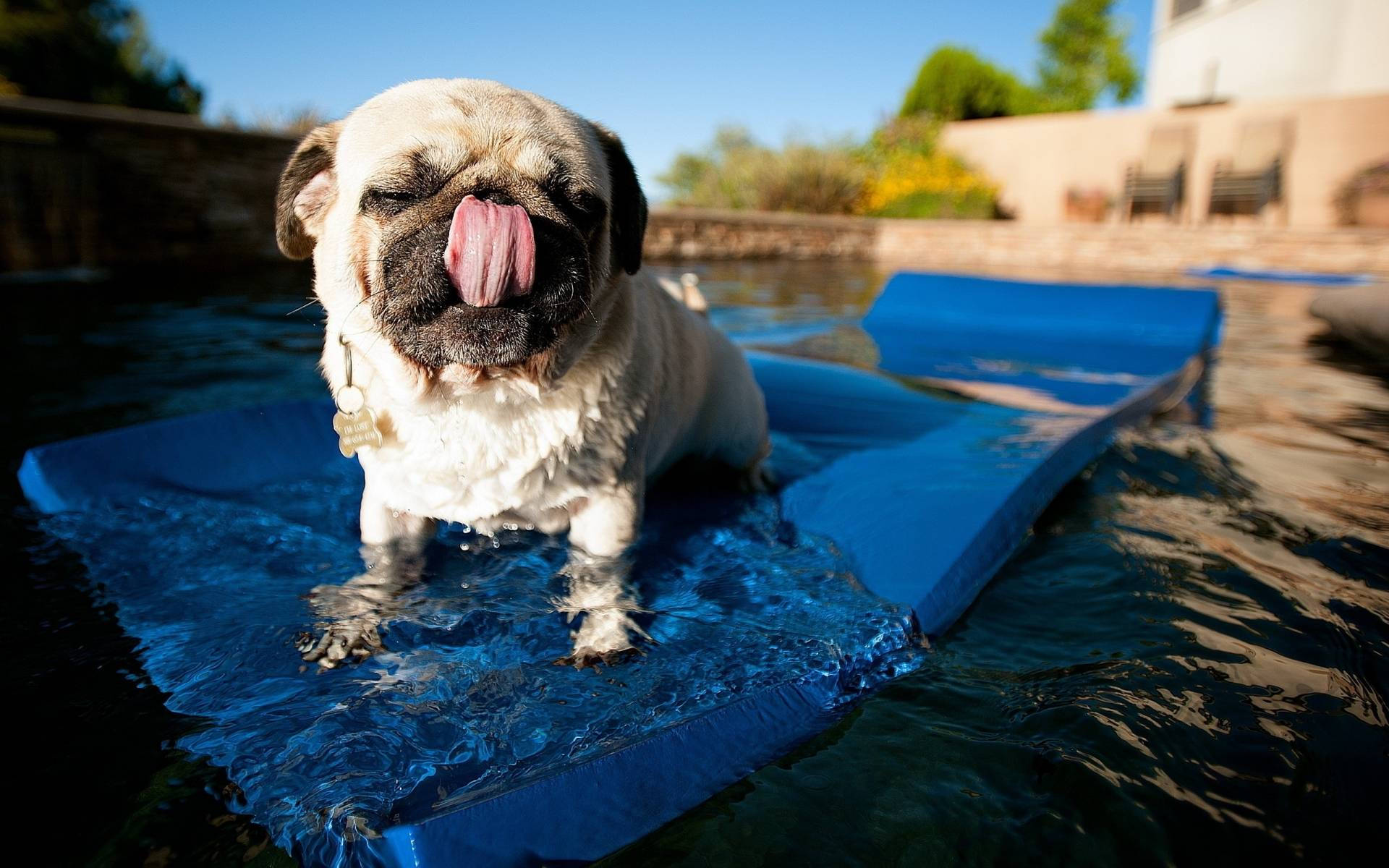 Cute Pug Animal Swimming Background