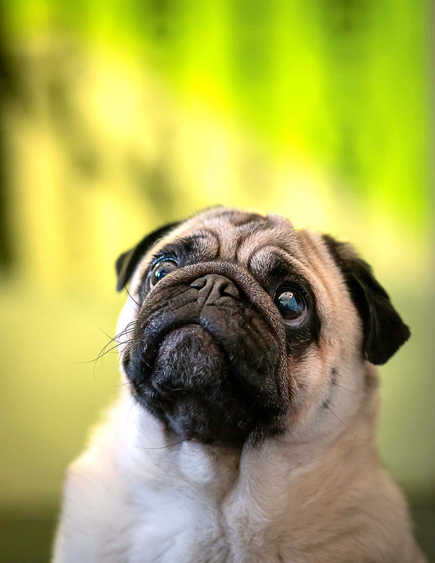 Cute Pug Candid Photograph Background