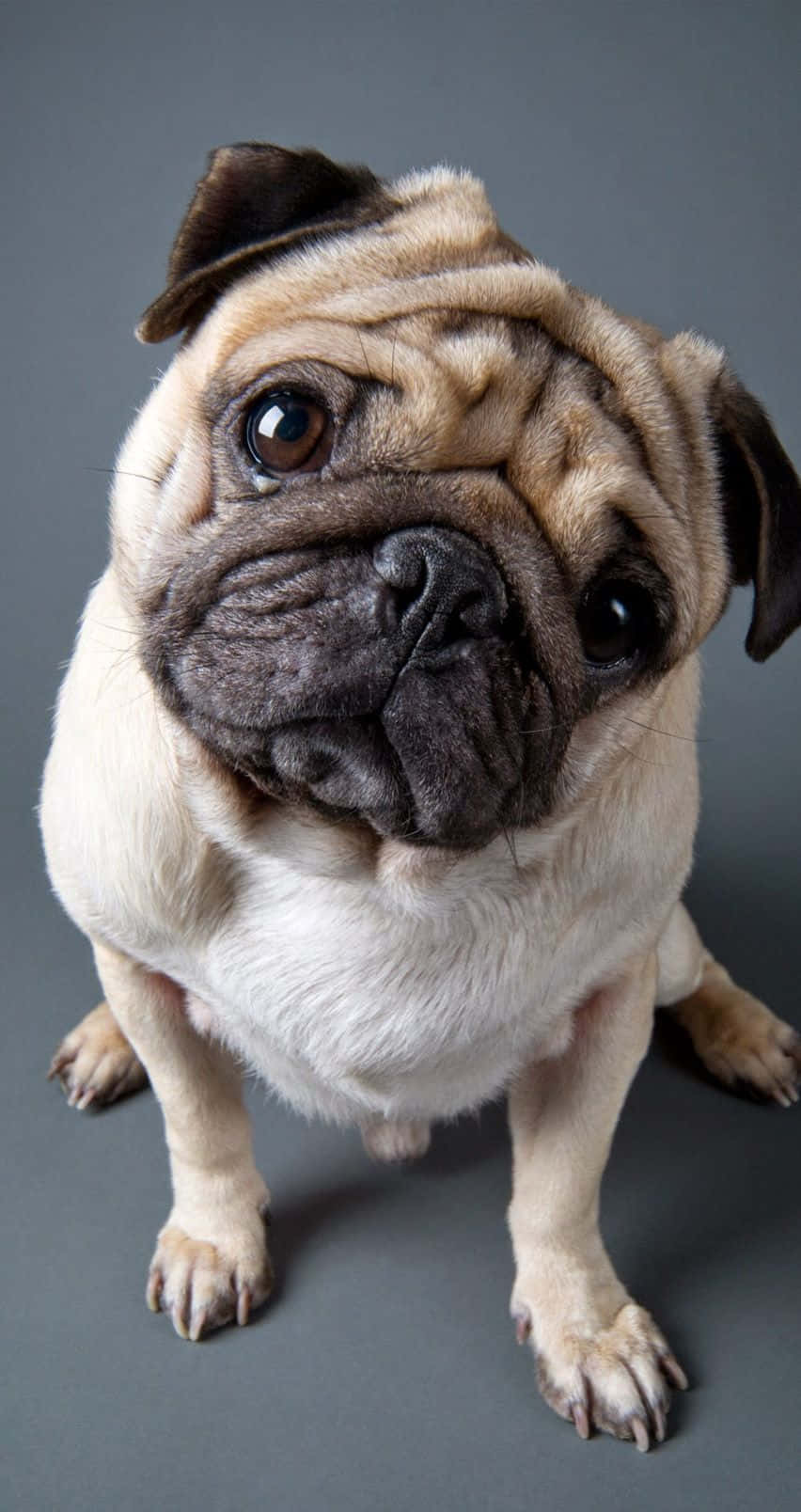 Cute Pug Curiously Tilting Its Head Background