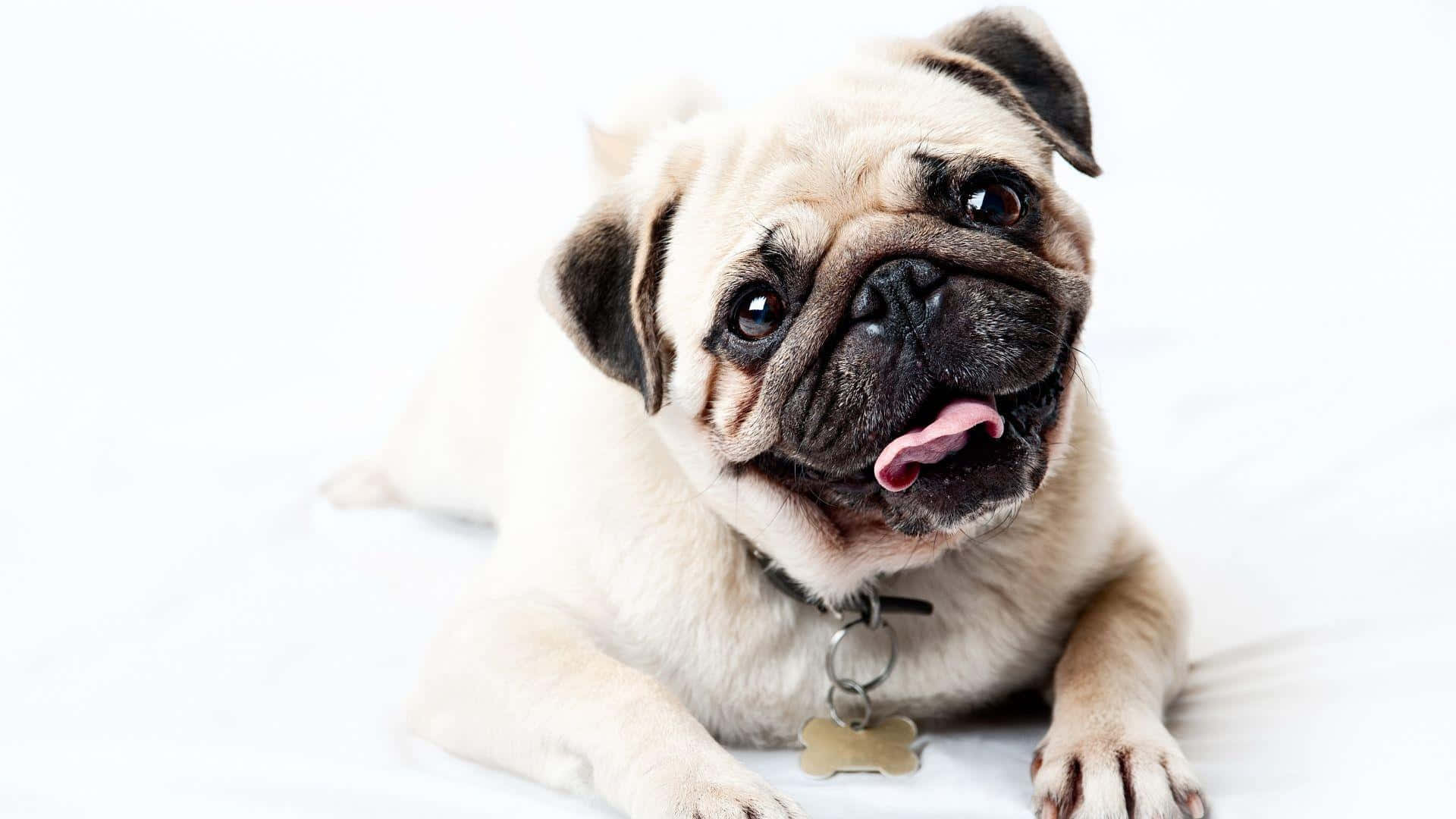 Cute Pug Dog Photoshoot