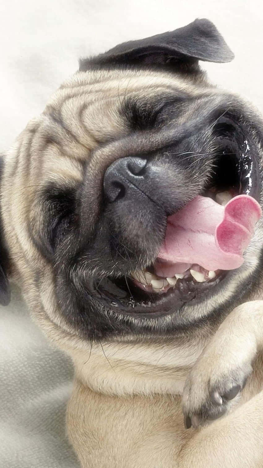 Cute Pug Happily Smiling Background