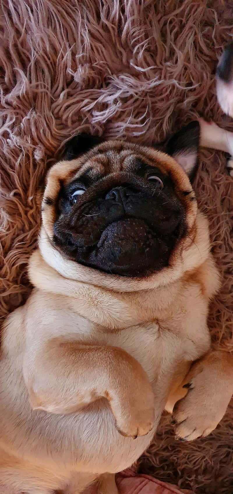 Cute Pug Lying On A Rug Background