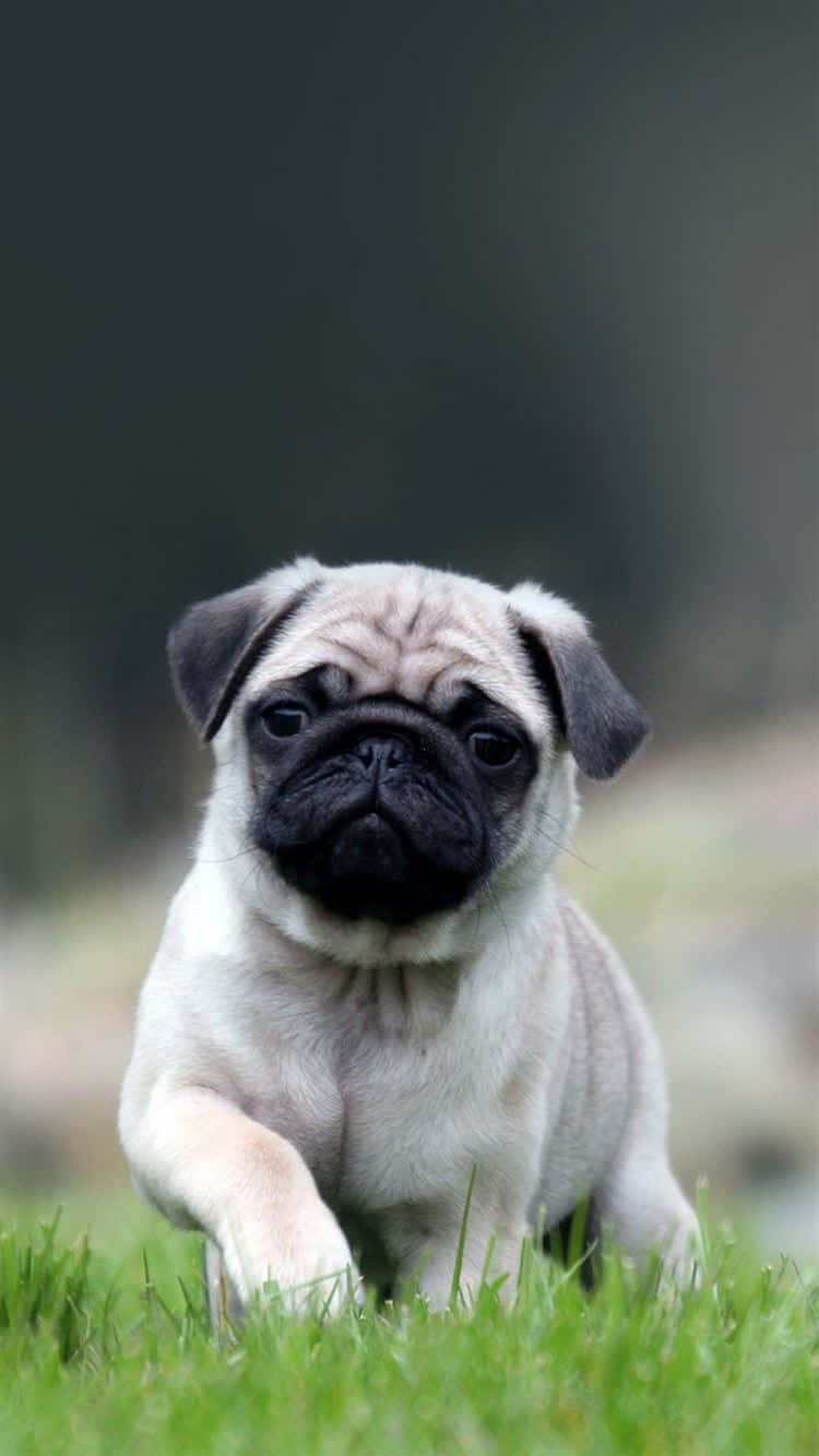 Cute Pug Lying On The Grass Background