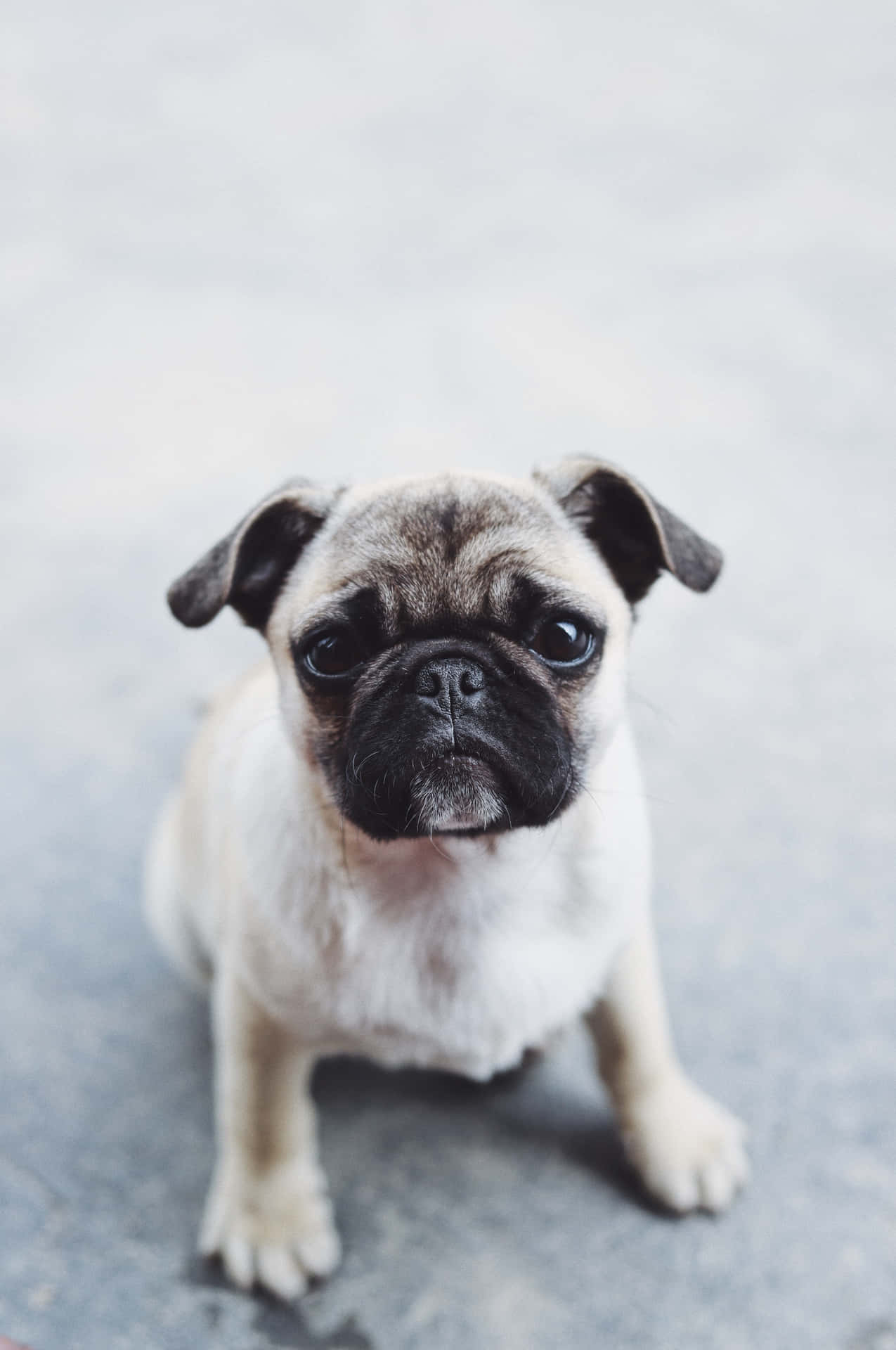 Cute Pug On A Concrete Road Background