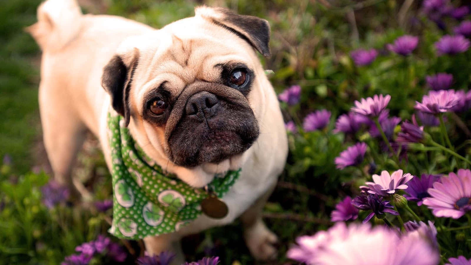 Cute Pug On A Flower Field Background
