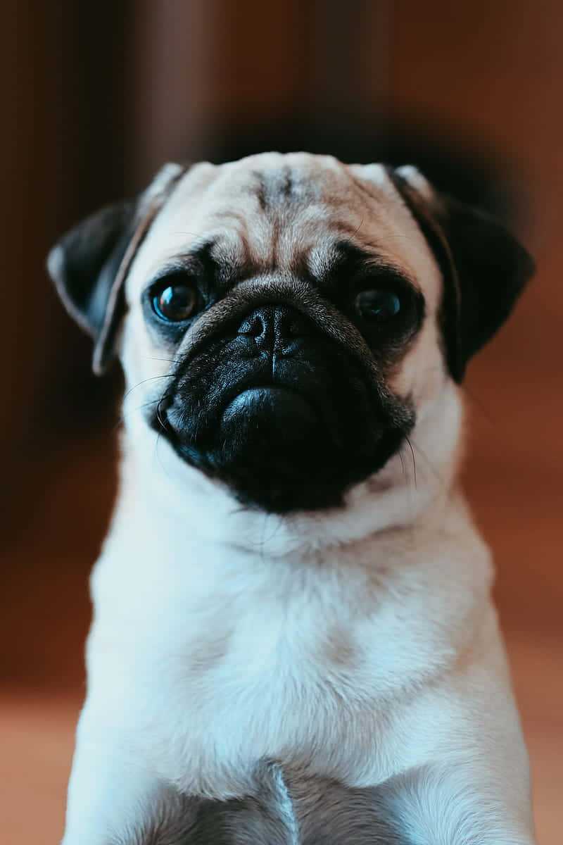 Cute Pug Portrait Photograph Background