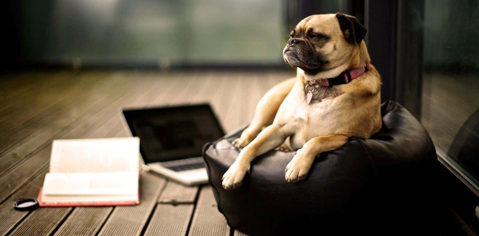 Cute Pug Resting On A Bean Sofa