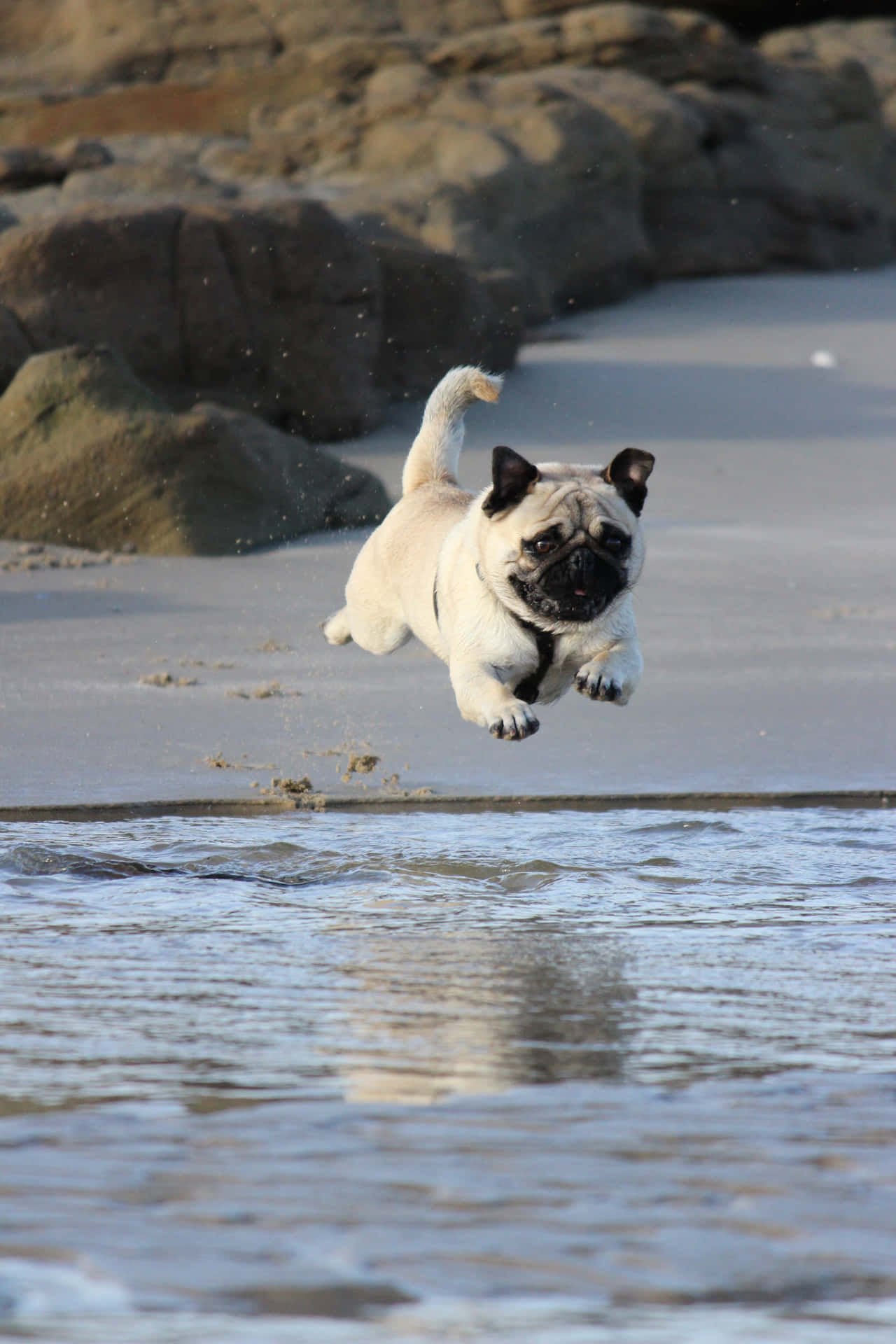 Cute Pug Running On The Beach Background