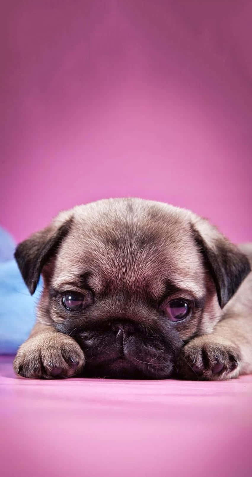 Cute Pug Sad Puppy Background