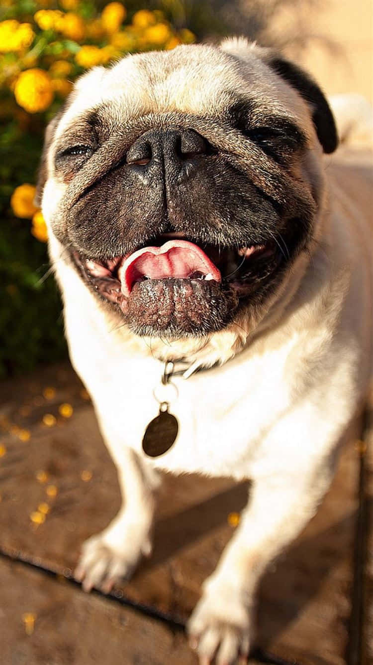 Cute Pug Smiling Under The Sunlight Background