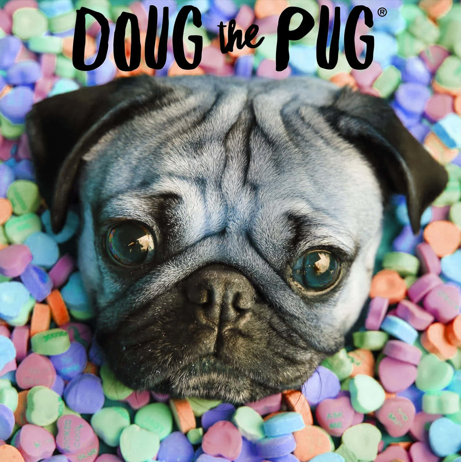 Cute Pug Surrounded By Small Colorful Hearts Background