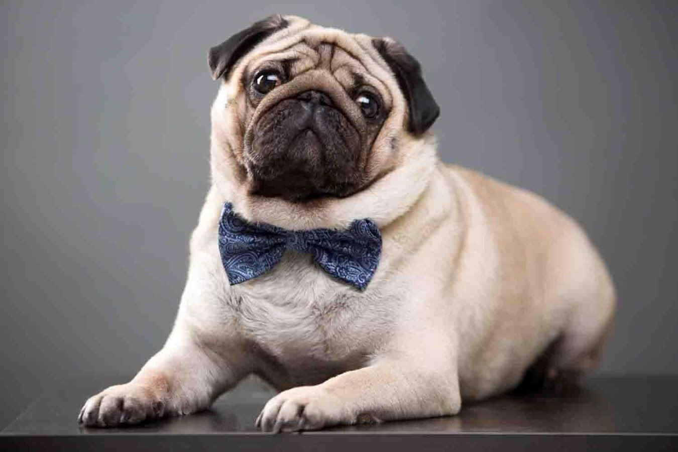 Cute Pug Wearing A Bowtie Background