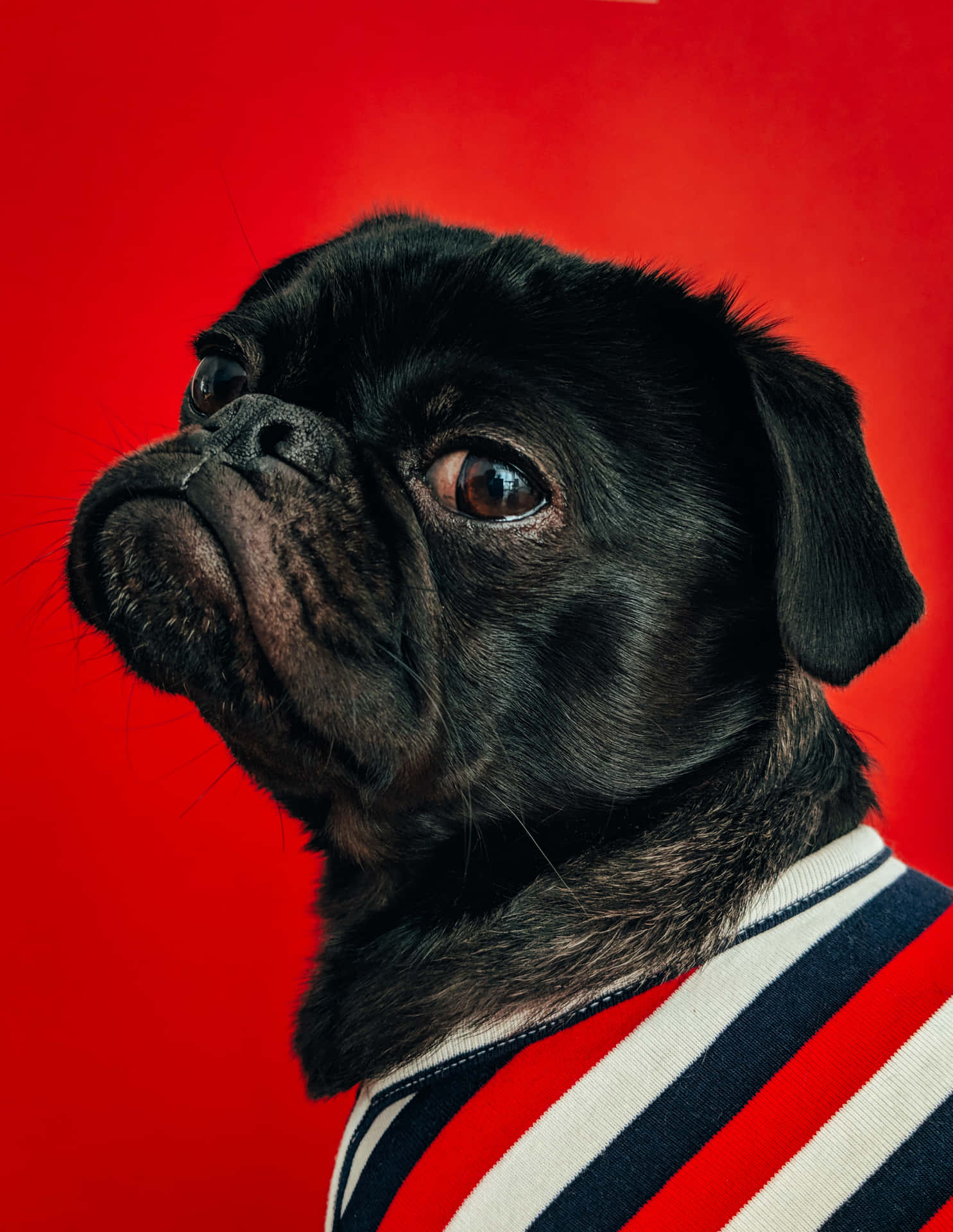 Cute Pug Wearing A Colorful Shirt Background