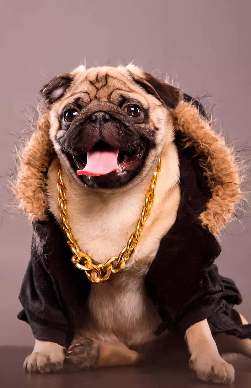 Cute Pug Wearing A Gold Chain Background