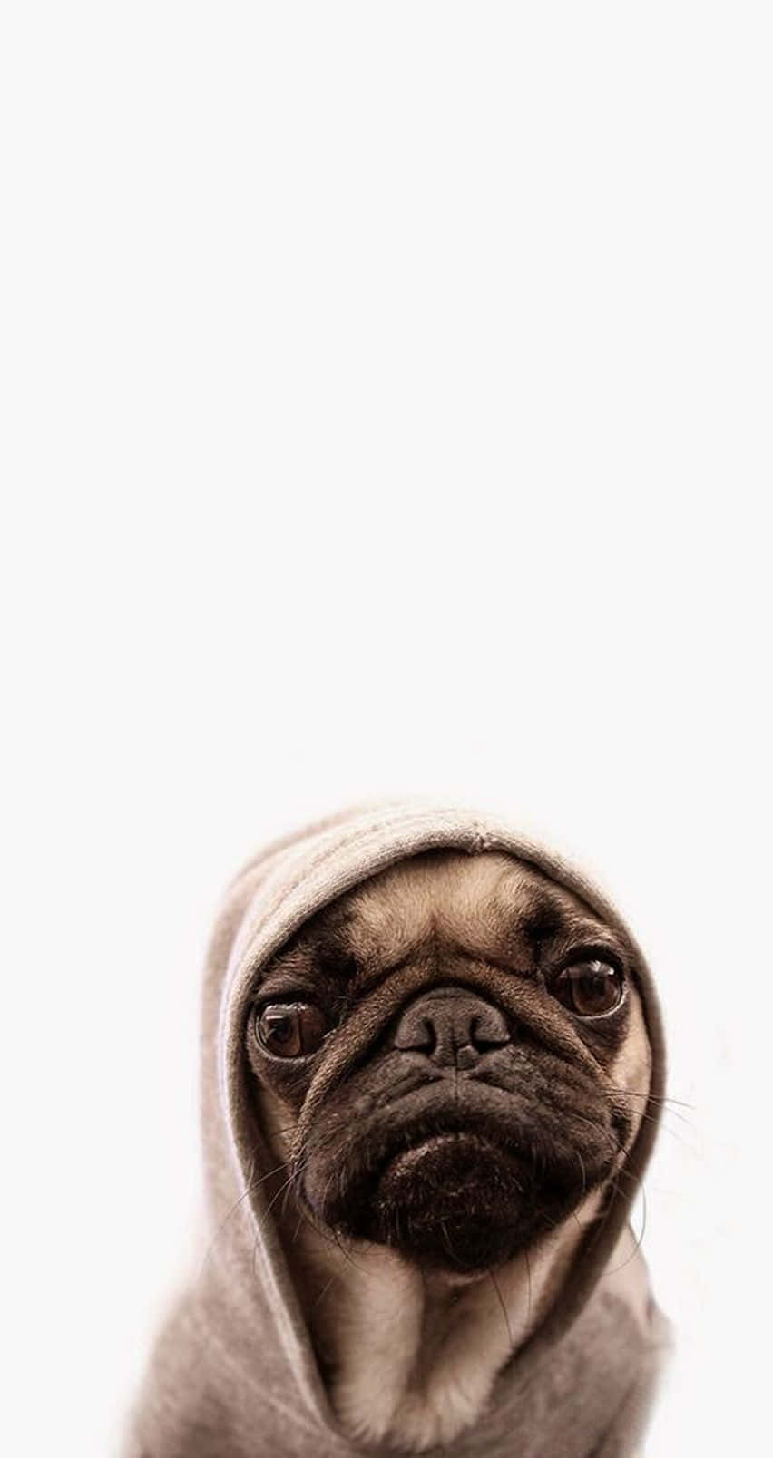 Cute Pug Wearing A Hoody Jacket