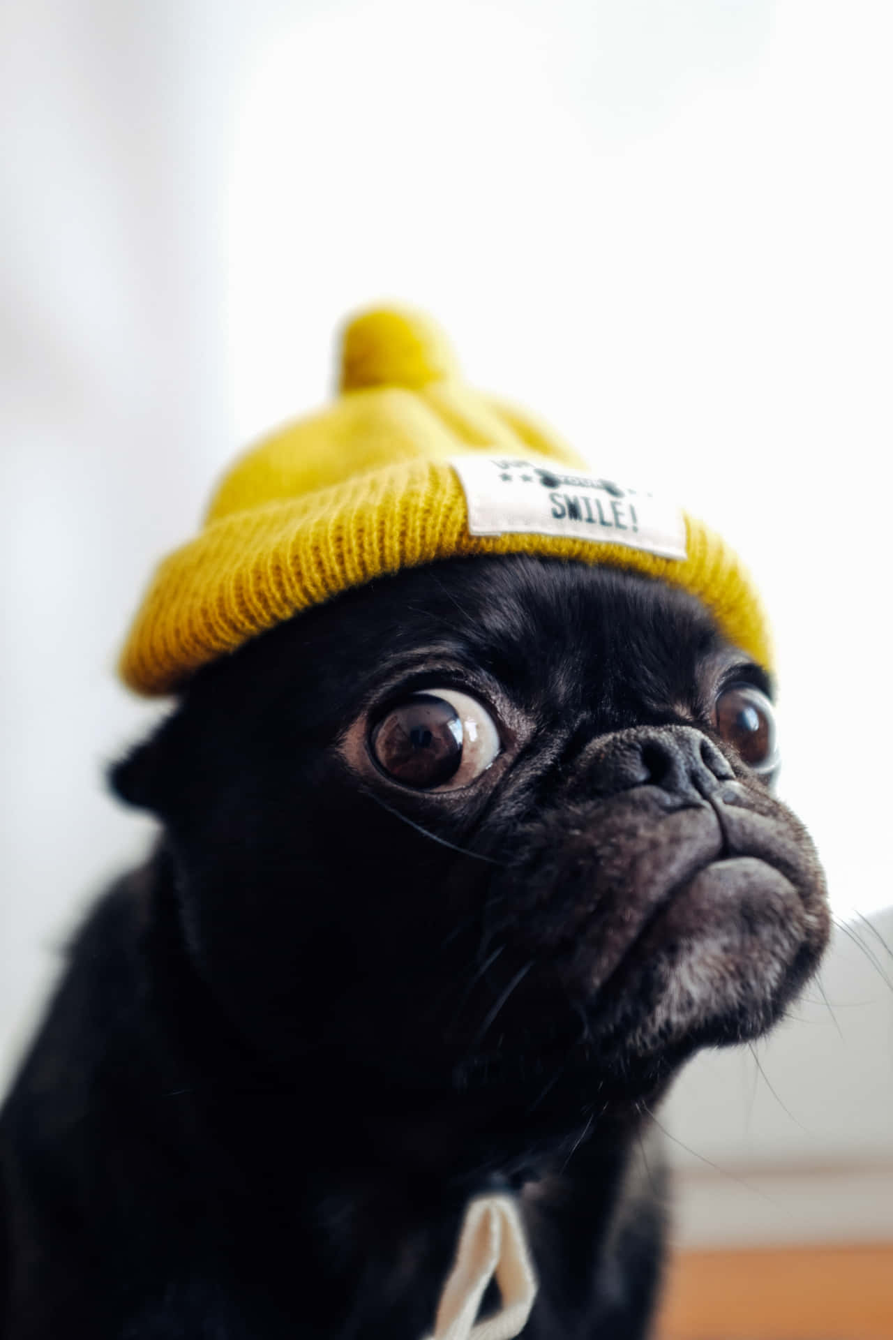 Cute Pug Wearing A Yellow Bonnet