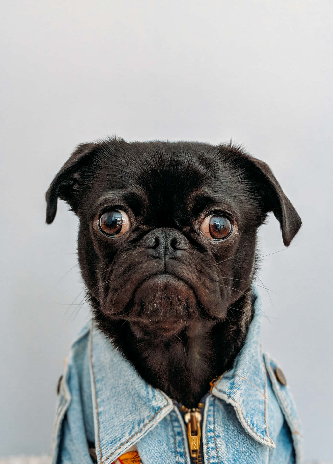 Cute Pug Wearing Denim Shirt Background