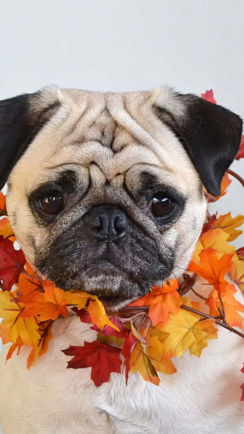 Cute Pug Wearing Maple Leaves Necklace Background
