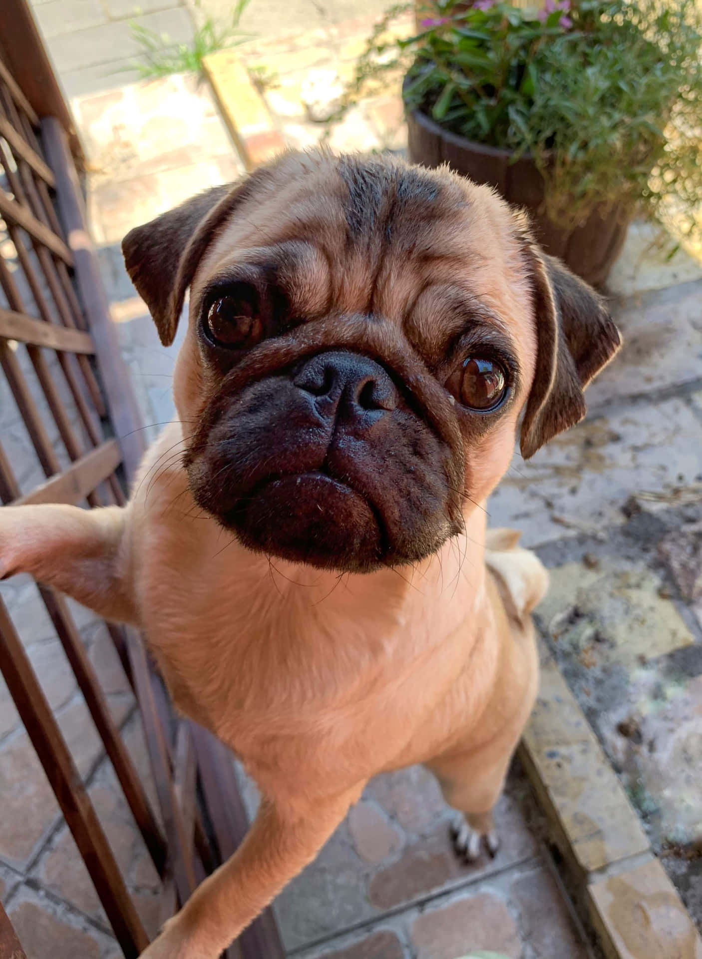 Cute Pug With A Brown Fur Background