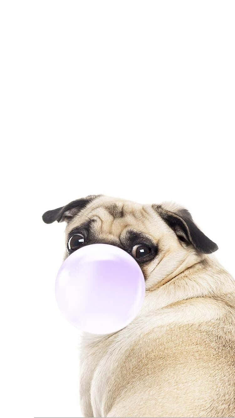 Cute Pug With A Bubblegum Background