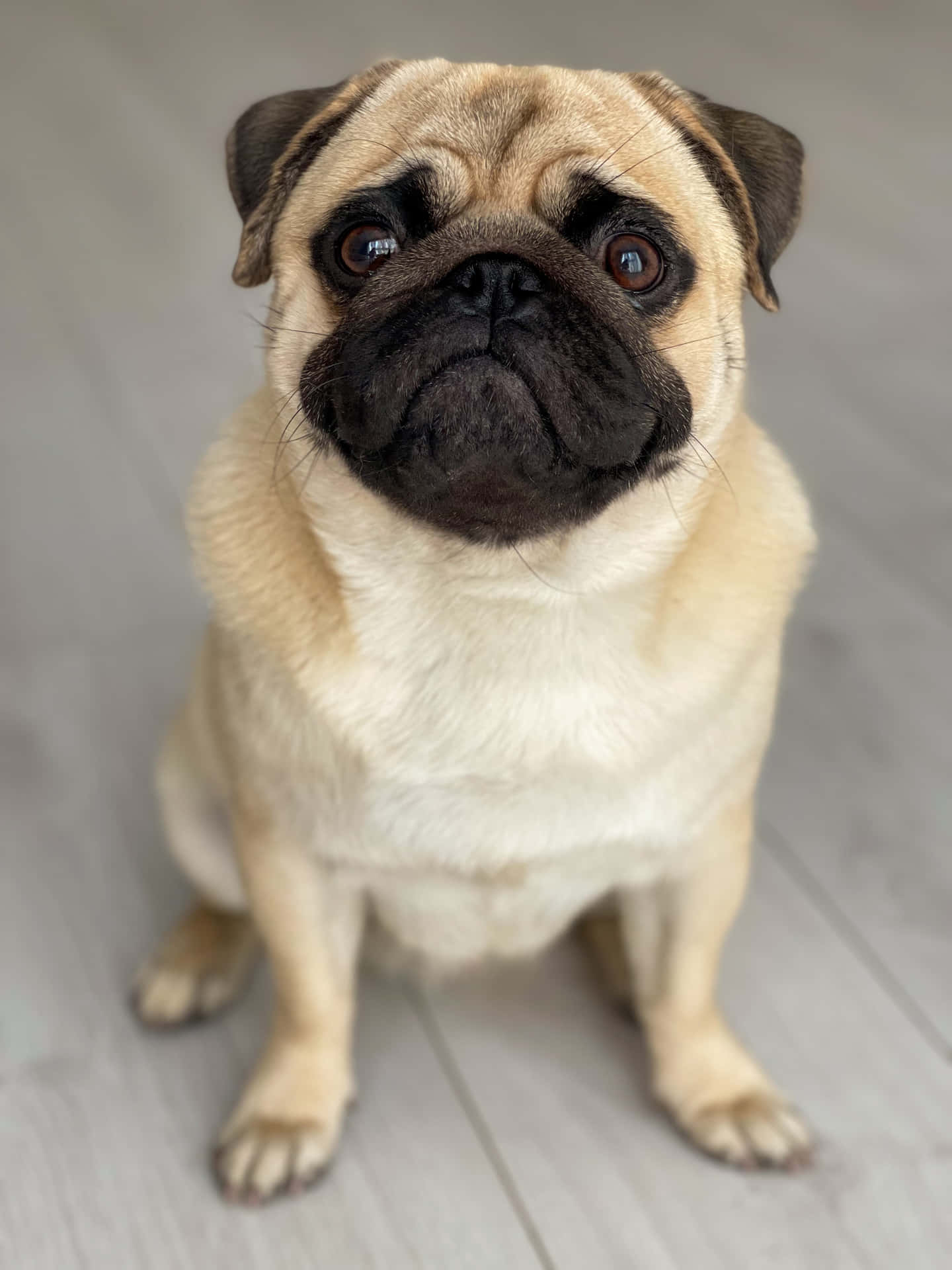 Cute Pug With A Fluffy Body Background