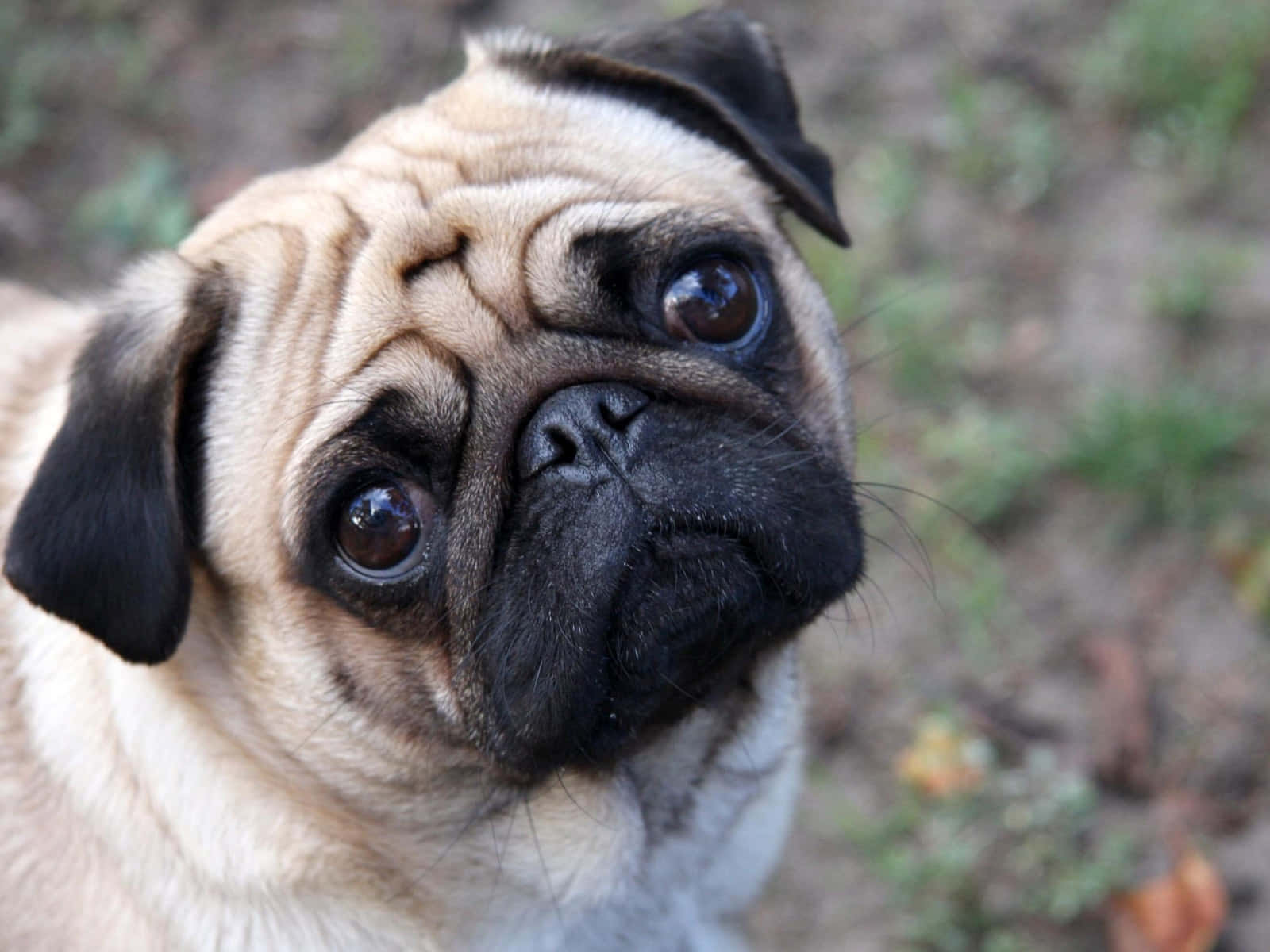 Cute Pug With Black Beady Eyes Background