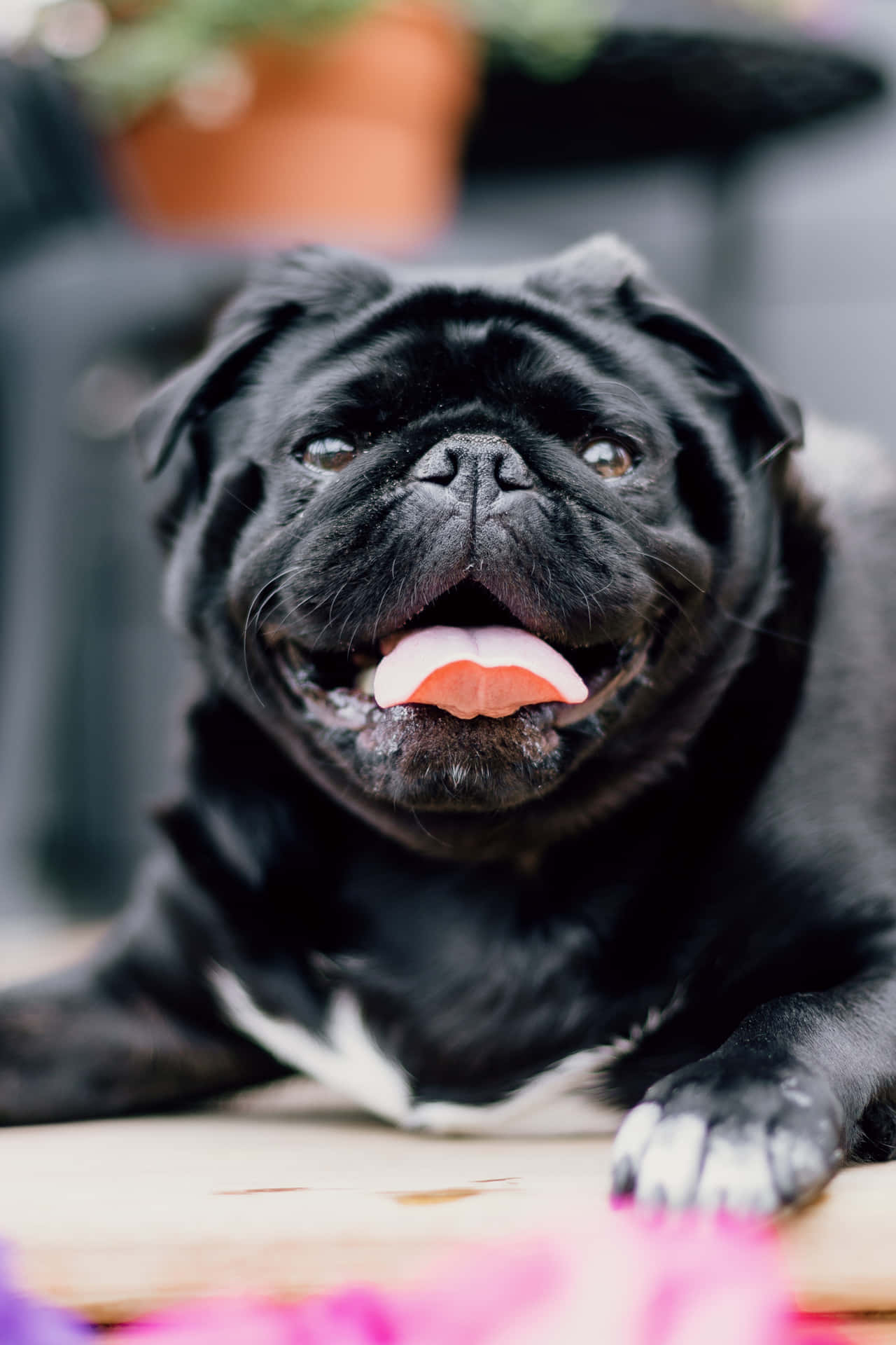 Cute Pug With Shiny Black Fur Background