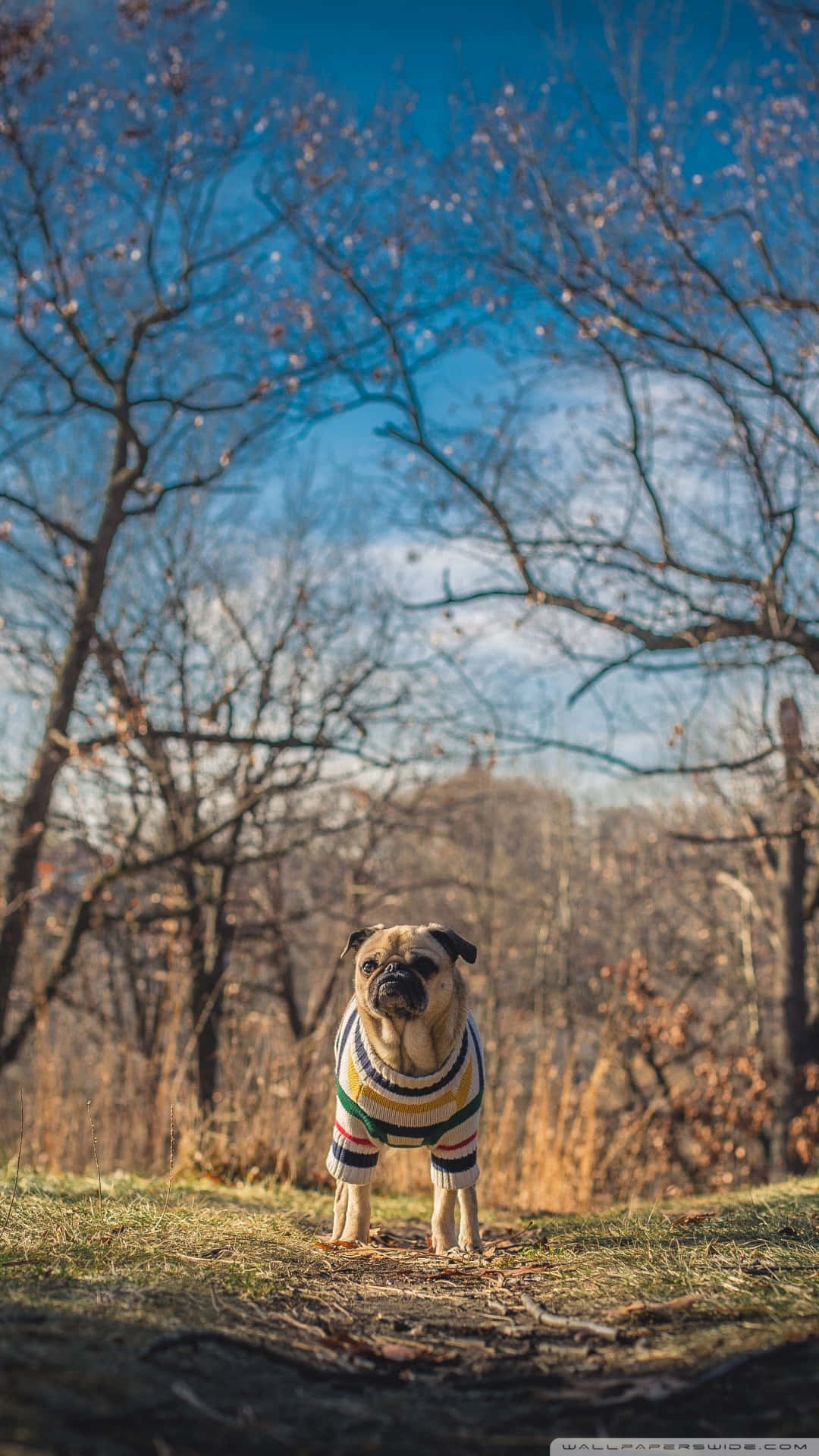 Cute Pup Pug Ready For Cuddles