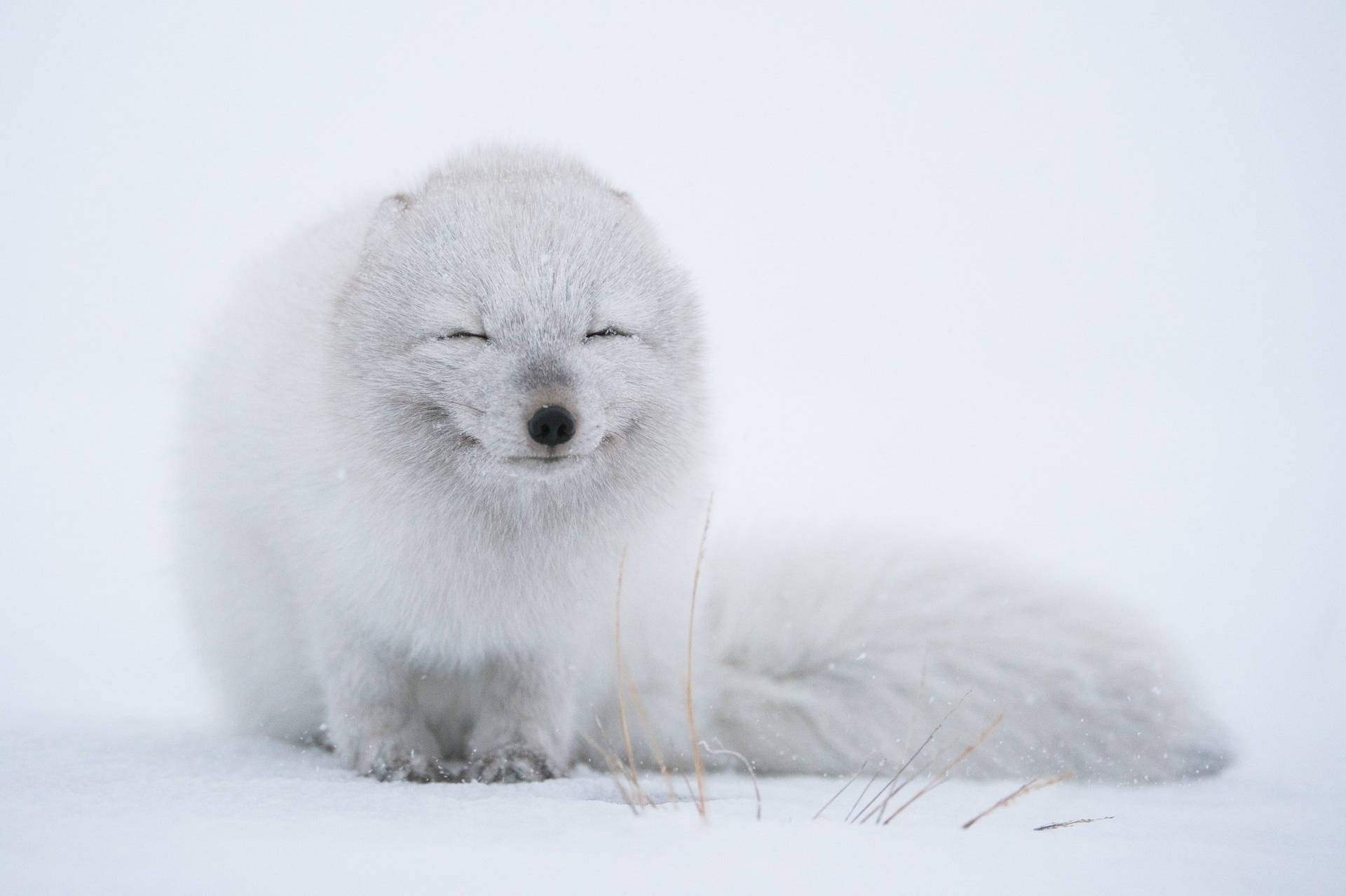 Cute Puppy Arctic Fox Background