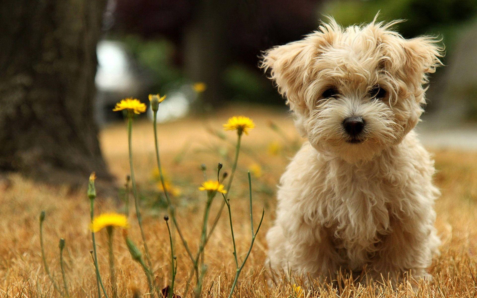 Cute Puppy Beside Yellow Flowers Background