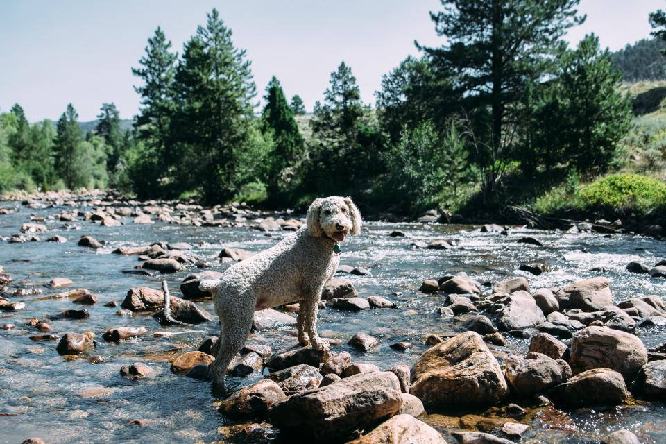 Cute Puppy By The River Background