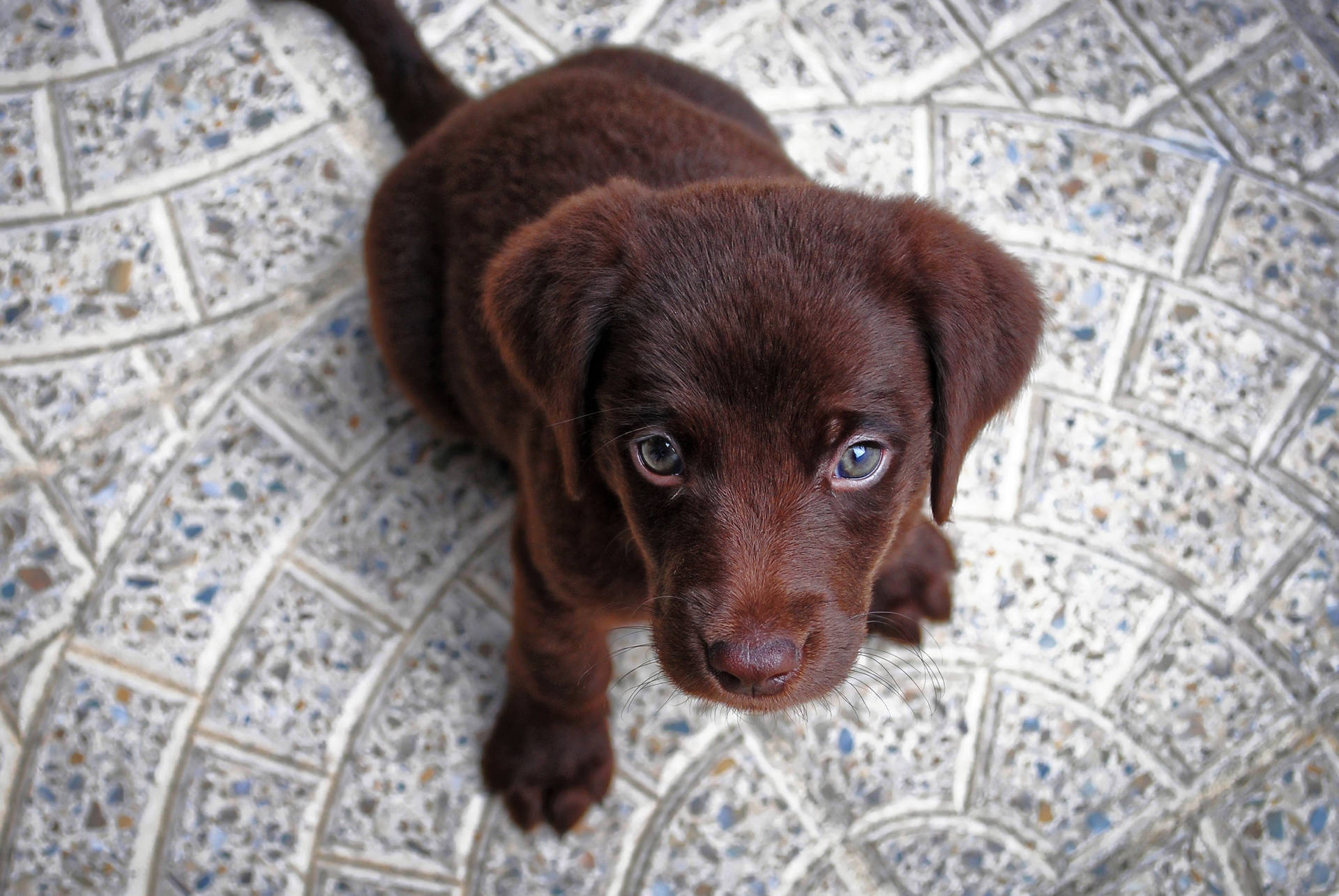 Cute Puppy Chocolate Labrador Background