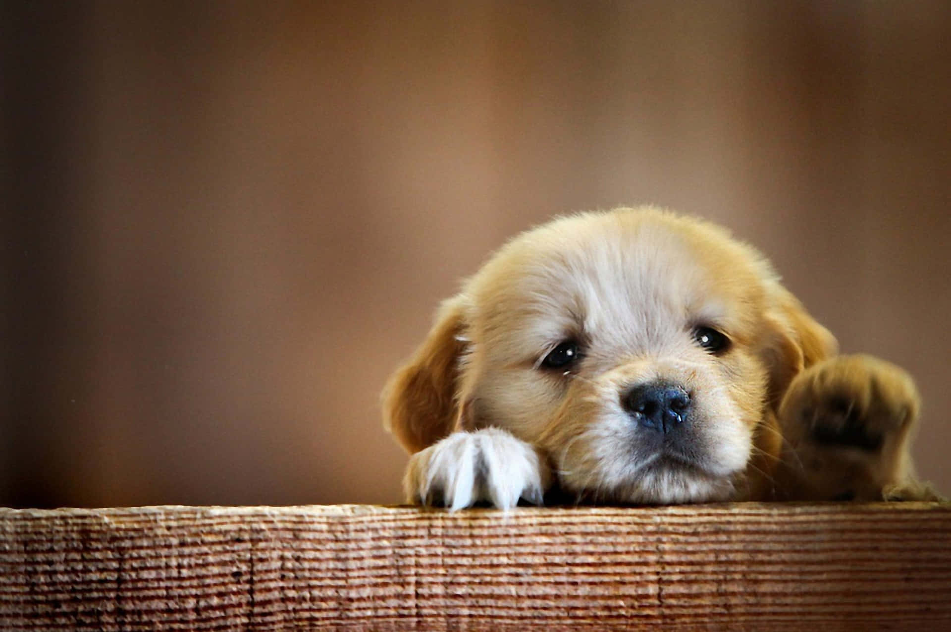 Cute Puppy For Girls Background