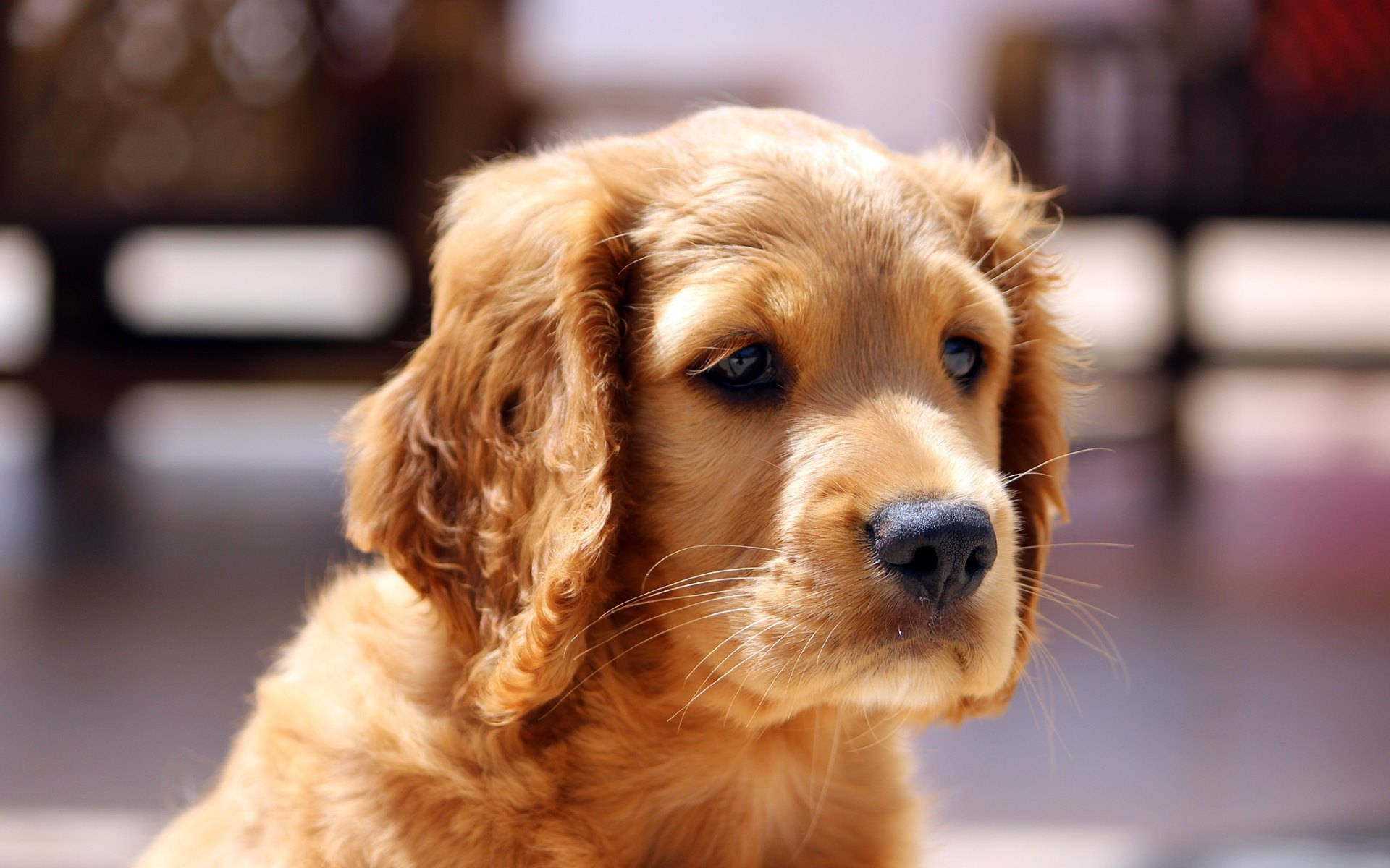 Cute Puppy Golden Retriever Background