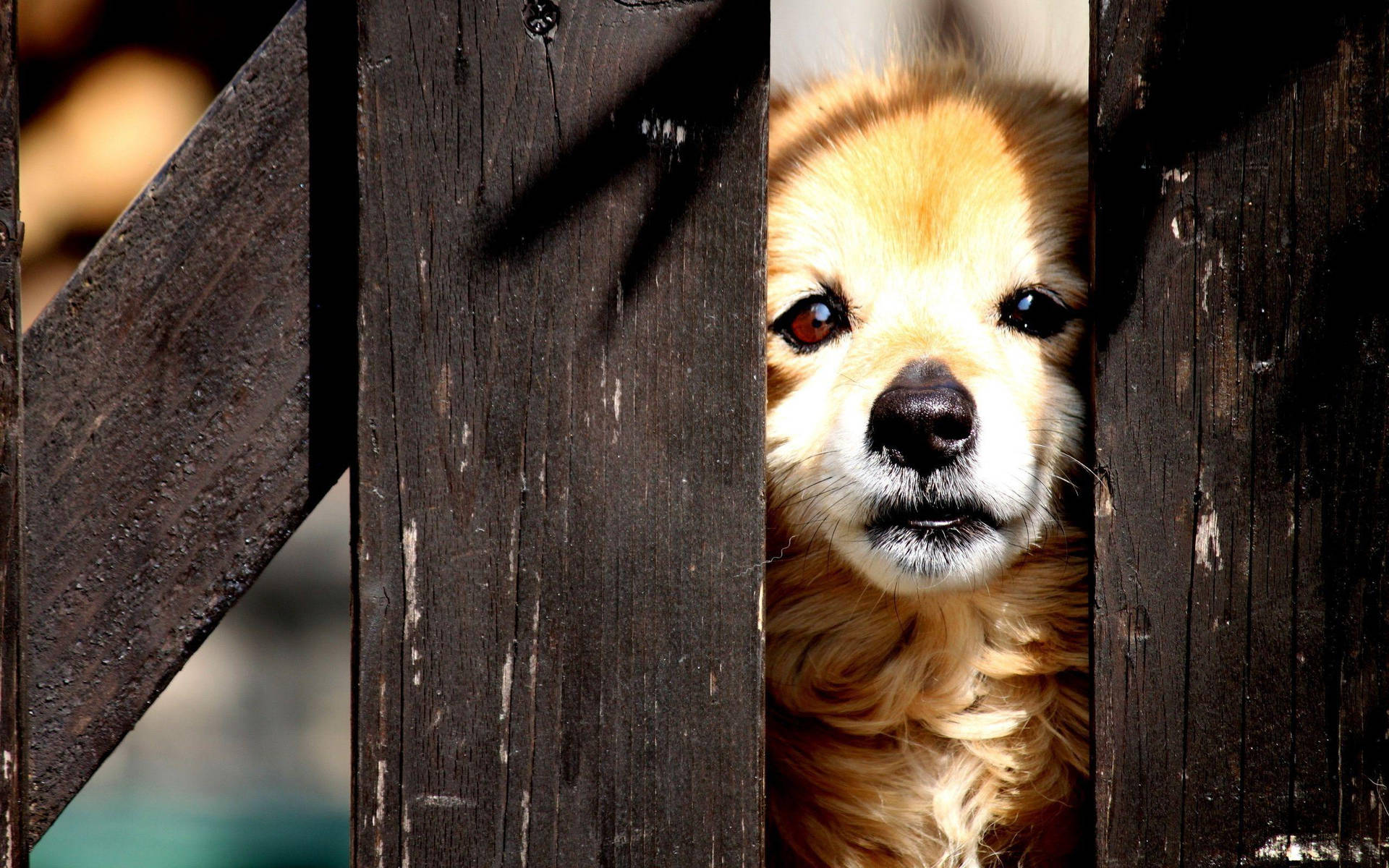 Cute Puppy In Fence Background