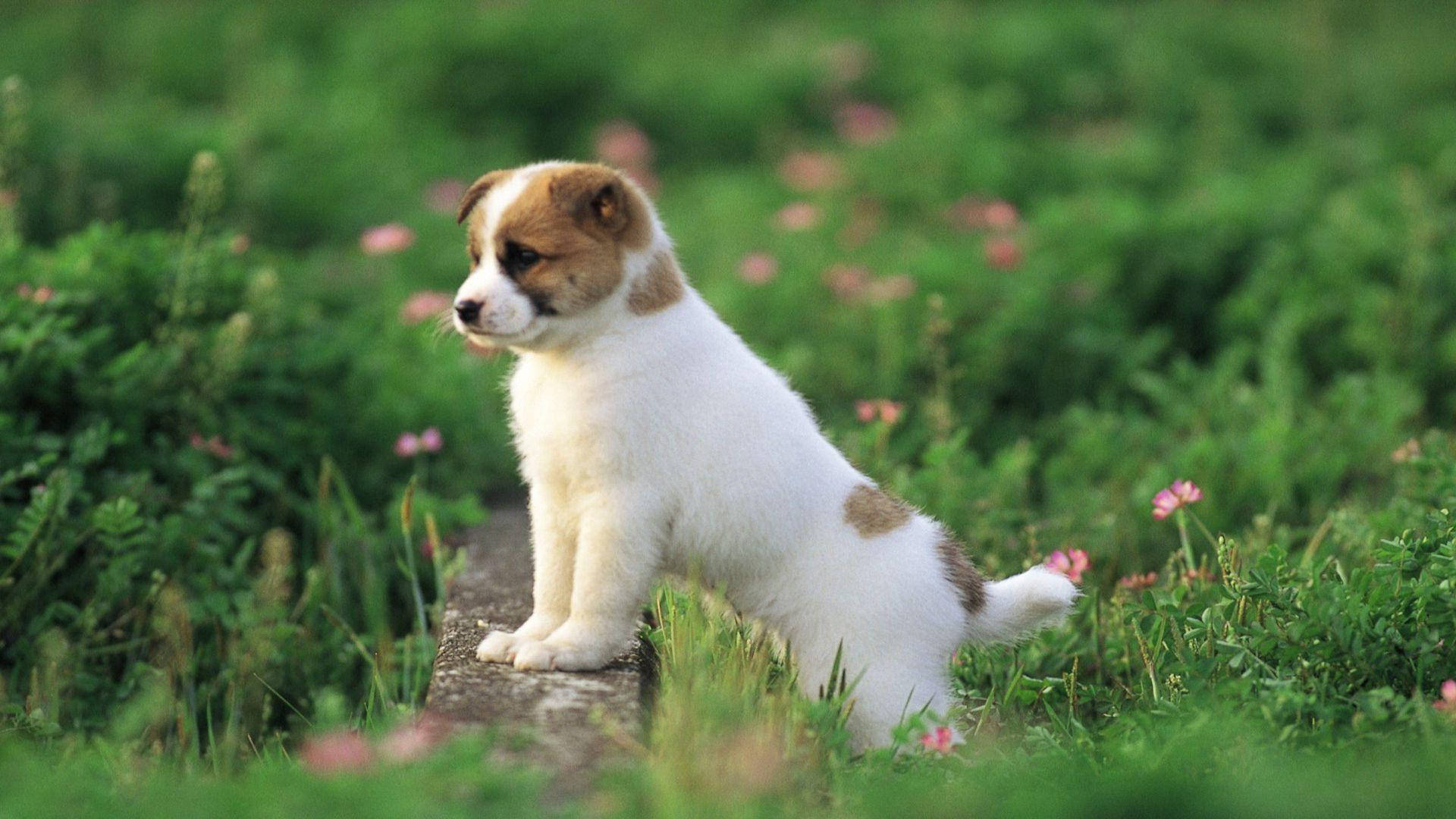 Cute Puppy In Garden Background