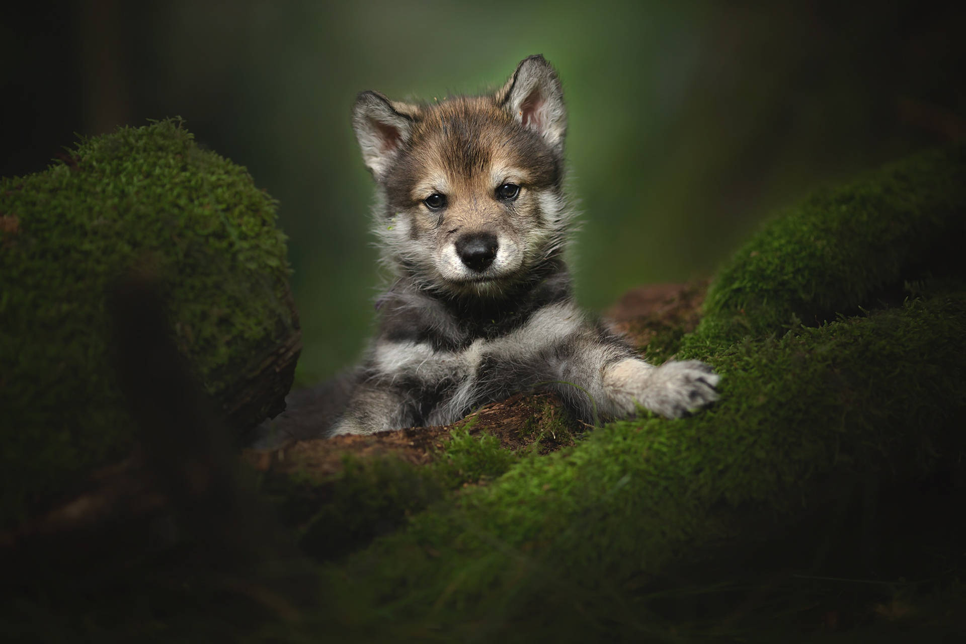 Cute Puppy In The Green Forest Background