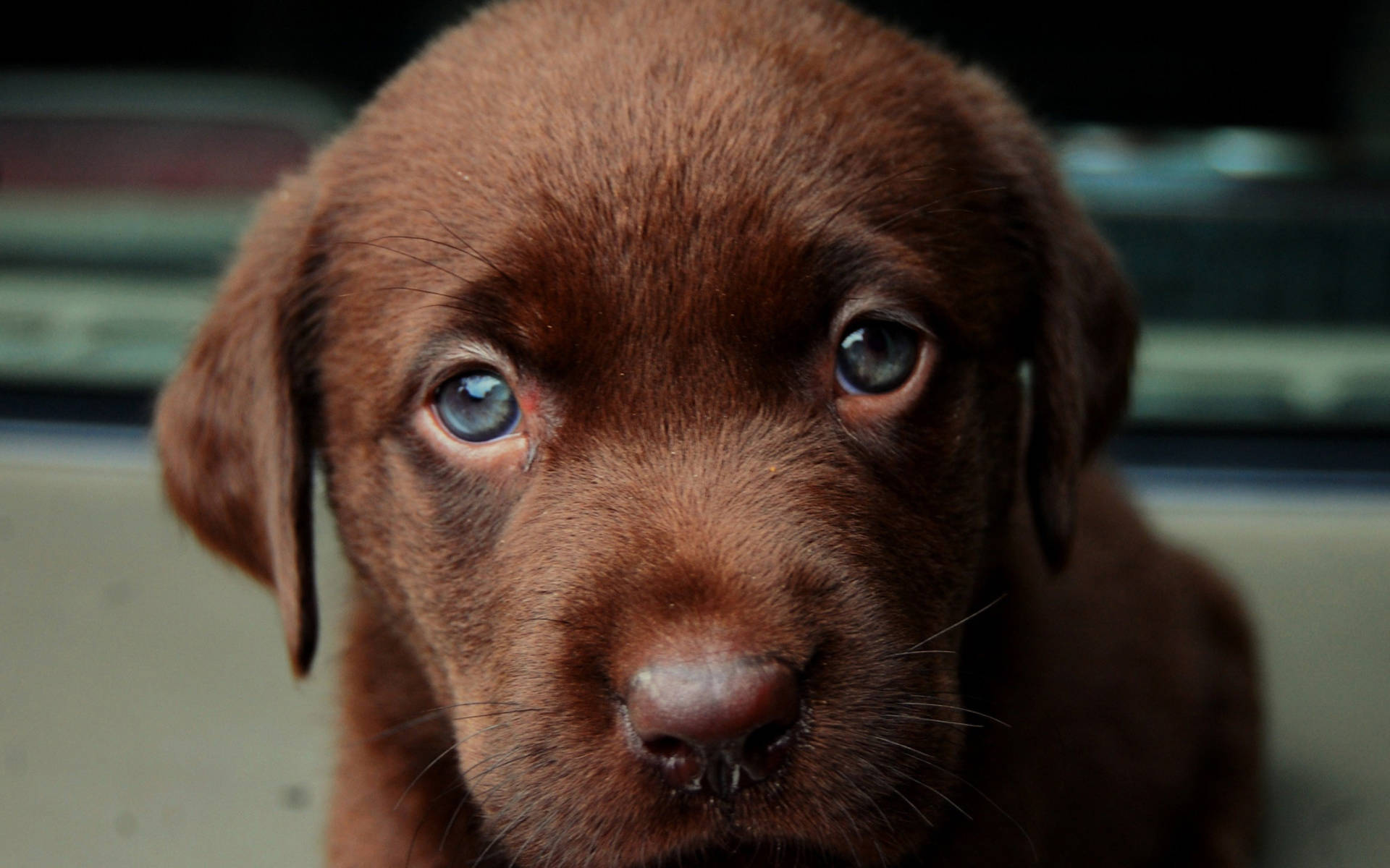 Cute Puppy Labrador Close-up Background