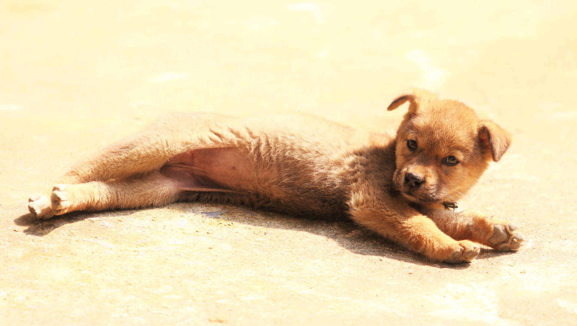 Cute Puppy Lying On The Floor Background