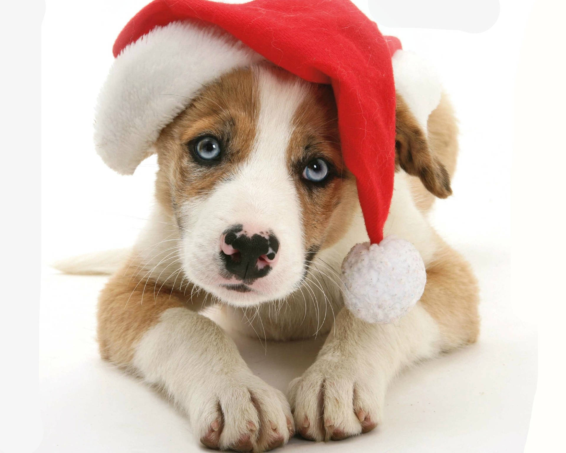 Cute Puppy With Christmas Hat Background