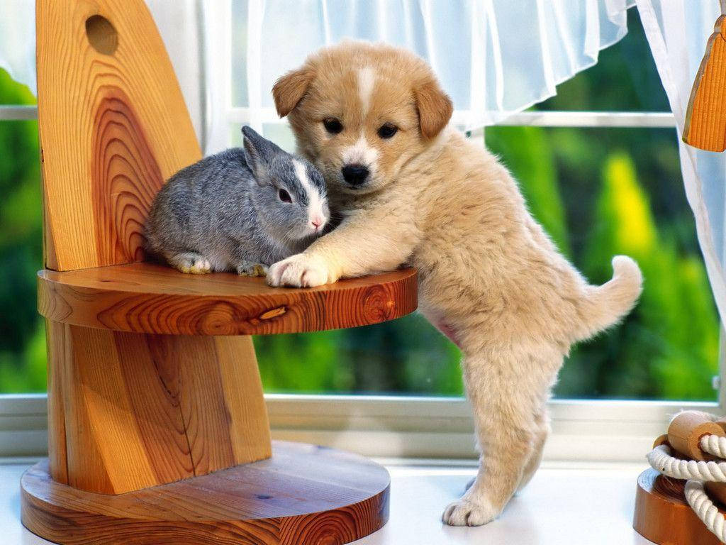 Cute Puppy With Gray Bunny Background