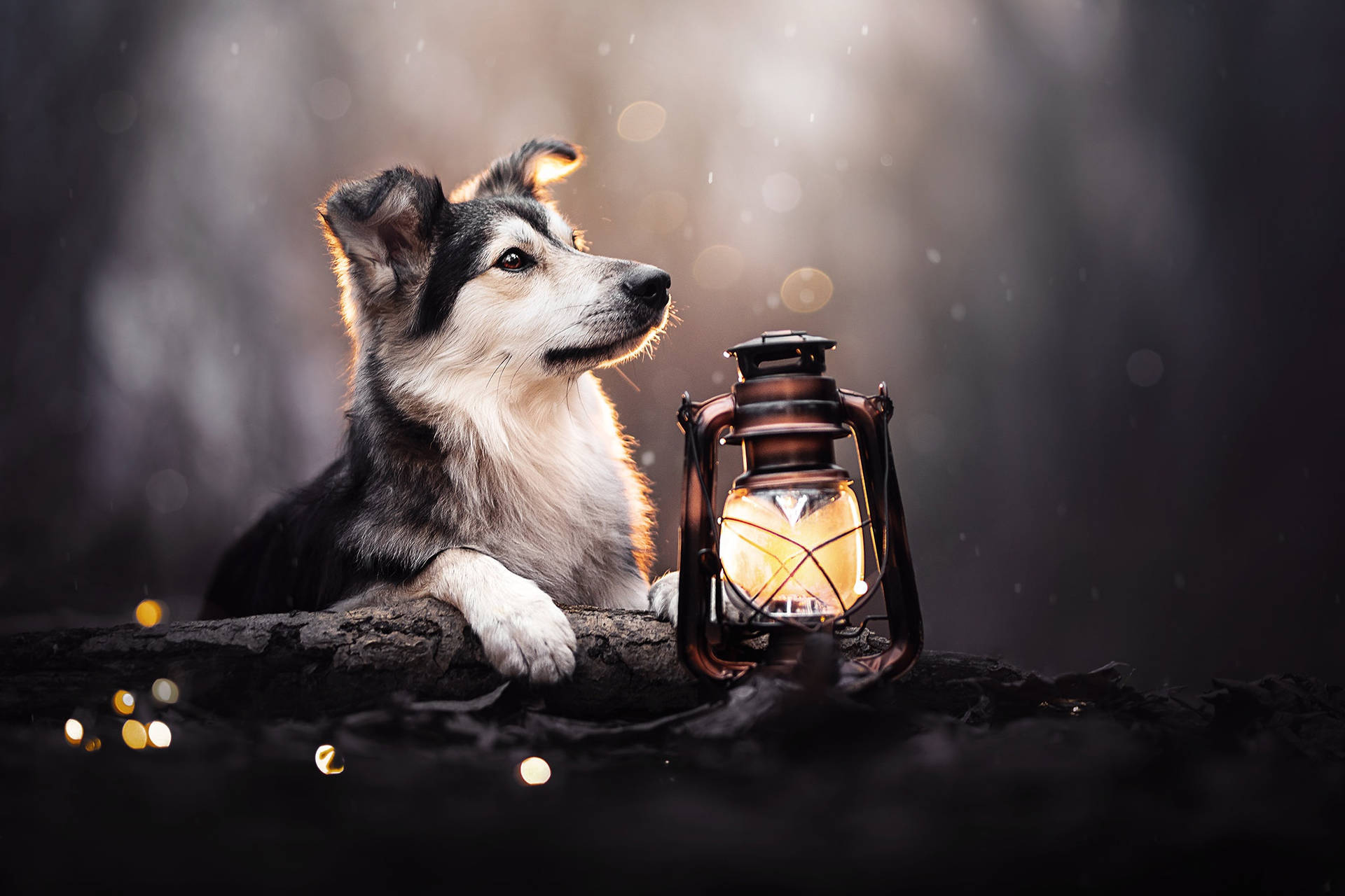 Cute Puppy With Lantern Background