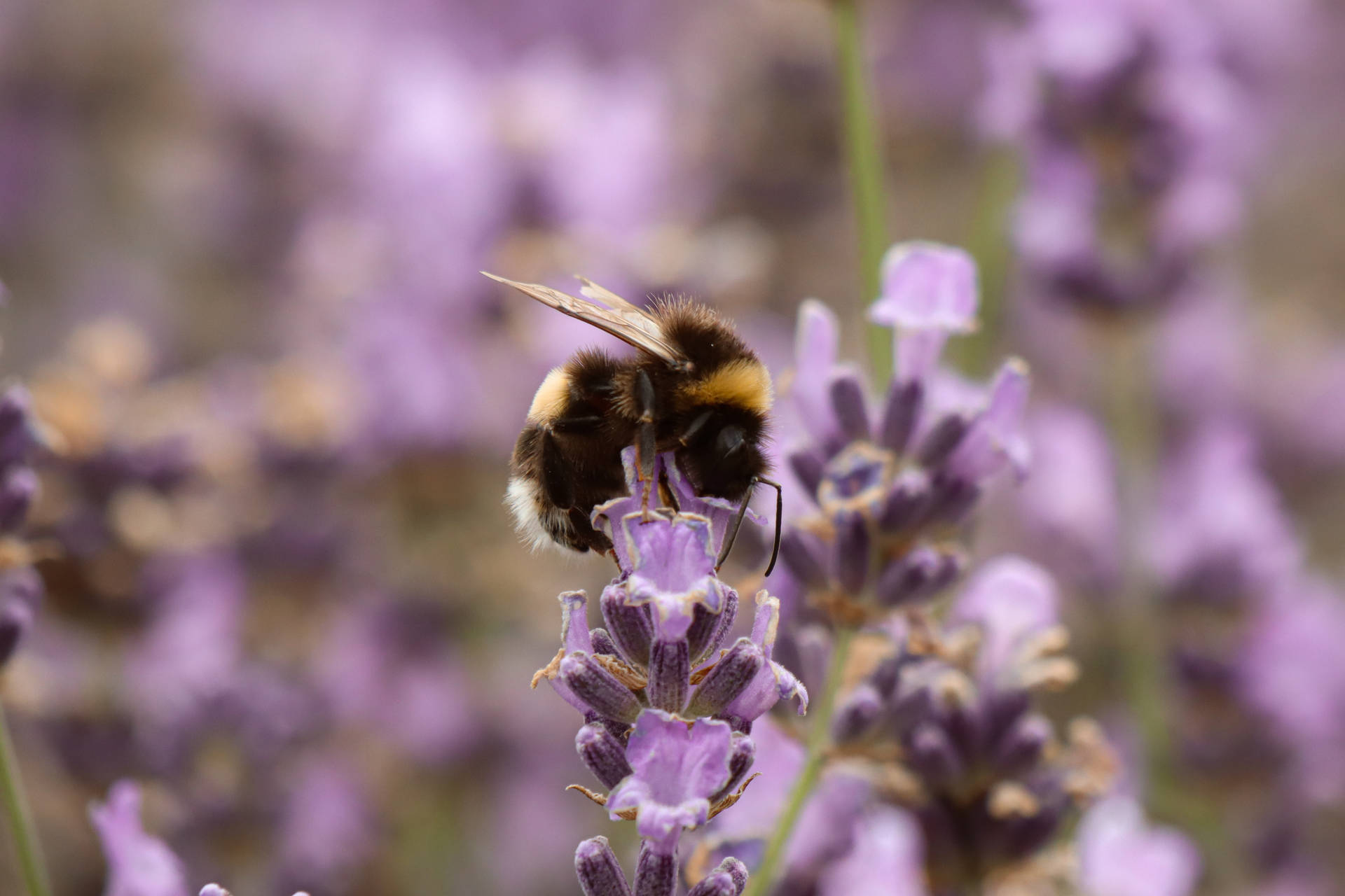 Cute Purple Bee Background