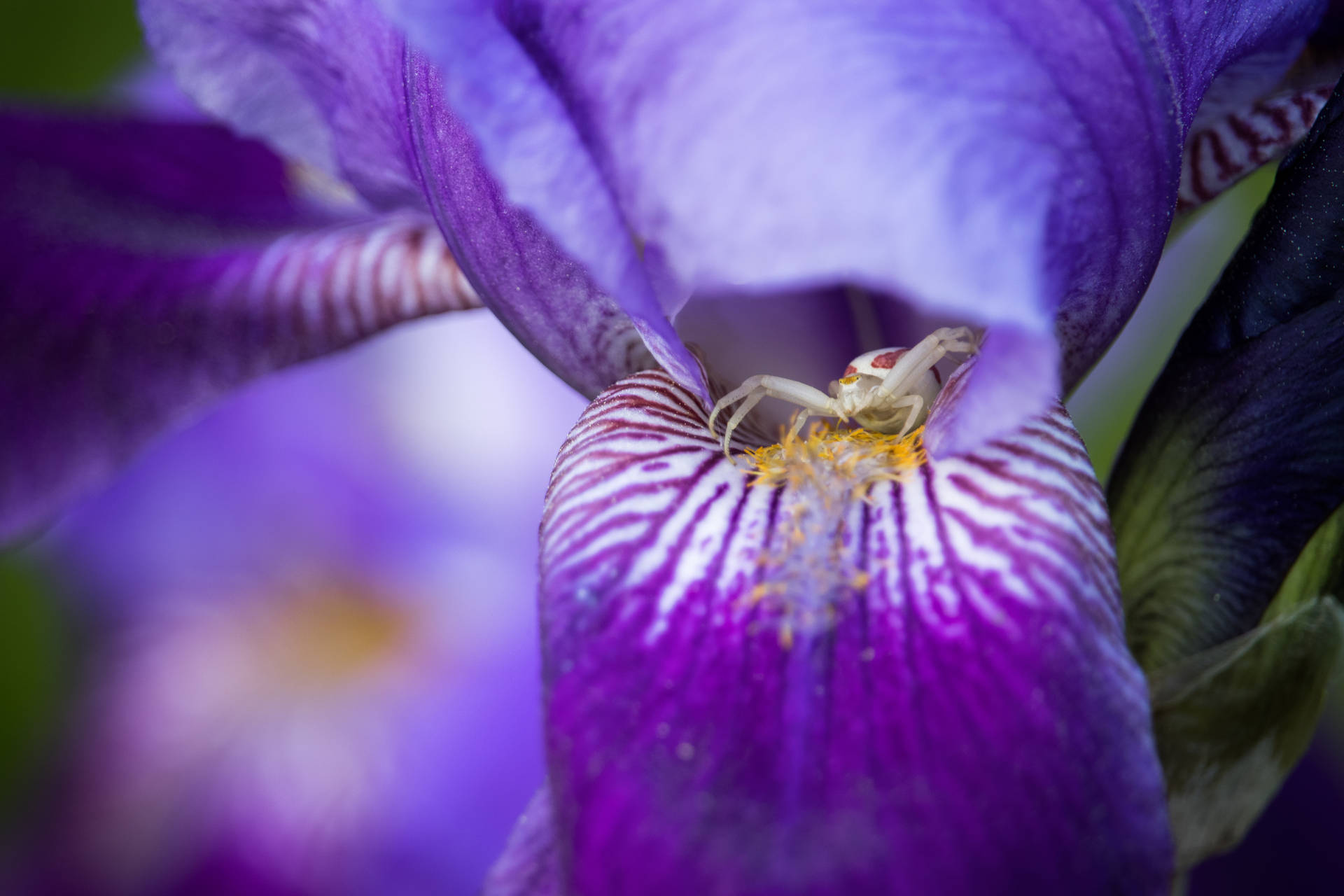 Cute Purple Big Flower