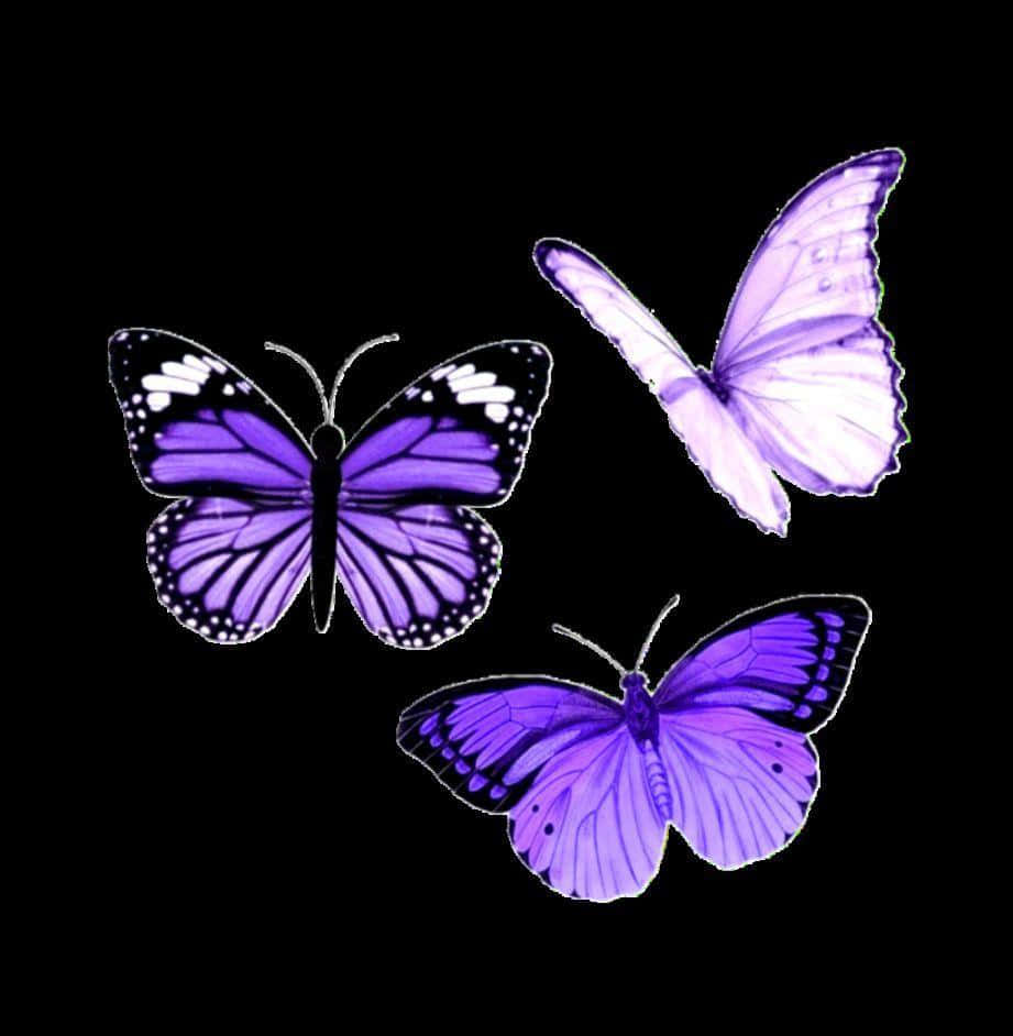 Cute Purple Butterfly Black Background