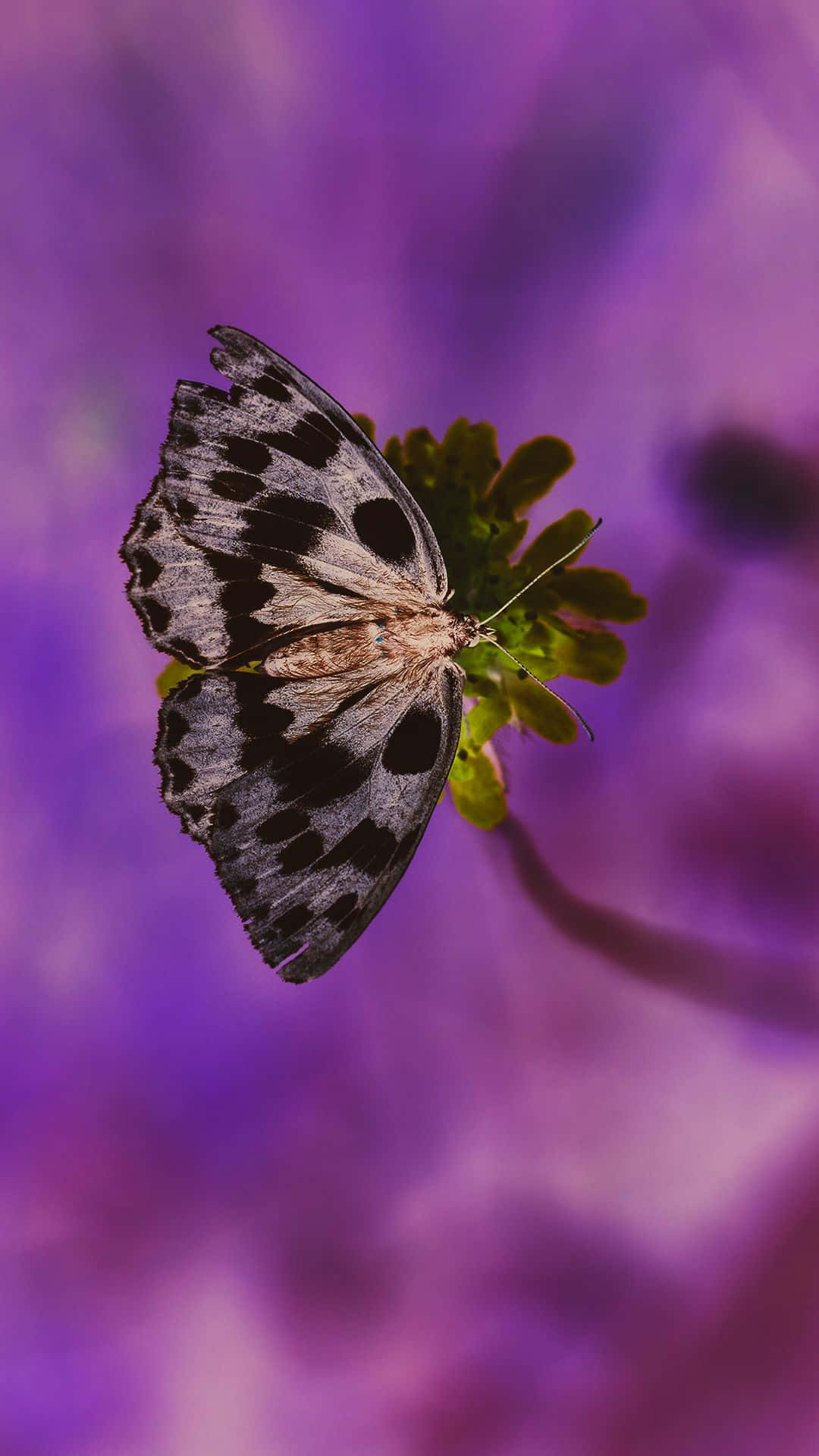 Cute Purple Butterfly On Flower Background