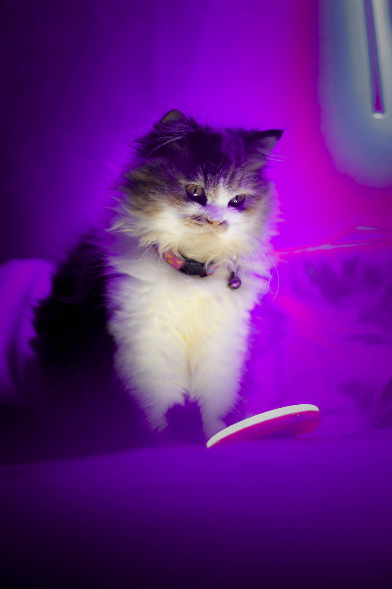 Cute Purple Cat Background