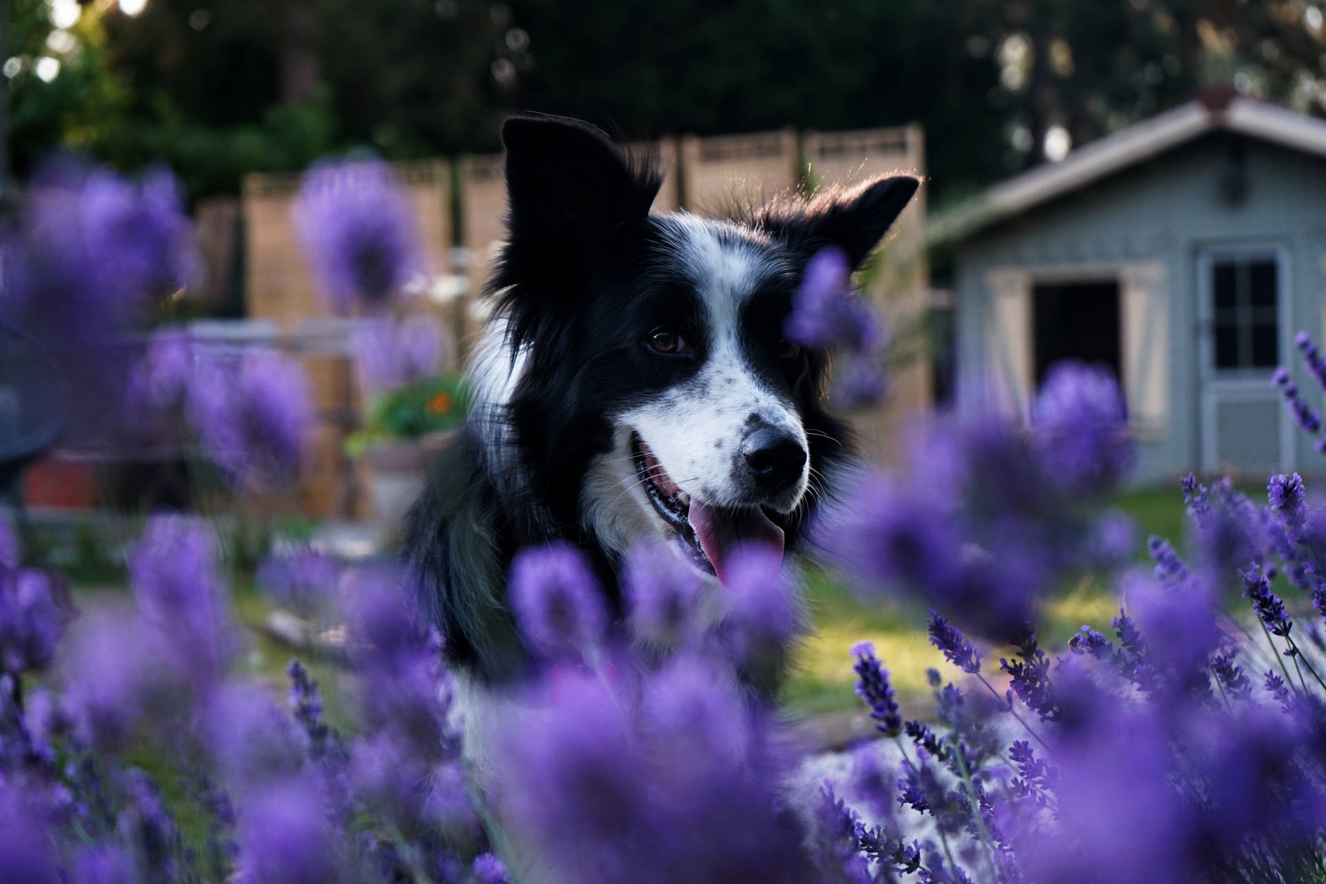 Cute Purple Dog Background
